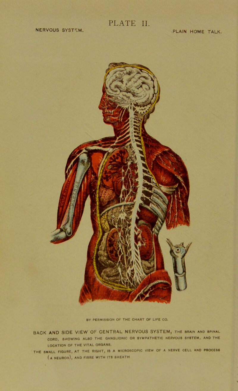 NERVOUS SYSTEM. PLAIN HOME TALK. BY PERMISSION OF THE CHART OF LIFE CO. BACK AND SIDE VIEW OF CENTRAL NERVOUS SYSTEM, the brain and spinal CORO, SHOWING ALSO THE GANGLIONIC OR SYMPATHETIC NERVOUS SYSTEM, AND THE LOCATION OF THE VITAL ORGANS. THE SMALL FIGURE, AT THE RIGHT, IS A MICROSCOPIC VIEW OF A NERVE CELL AND PROCESS (a neuron), AND FIBRE WITH ITS SHEATH