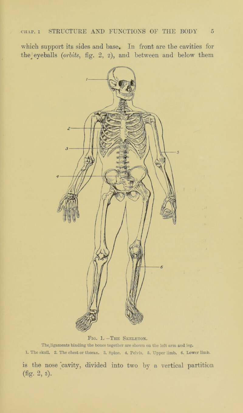 which support its sides and base. In front are the cavities for the^ eyeballs (orbits, fig. 2, 2), and between and below them Fig. 1. —The Skeleton. Thcjigaments binding the bones together are shown on the left arm and leg. 1. The skull. 2. The chest or thorax. 3. Spine. 4. Pelvis. 5. Upper limb. 6. Lower limb. is the nose ’cavity, divided into two by a vertical partition (fig. 2, 3).