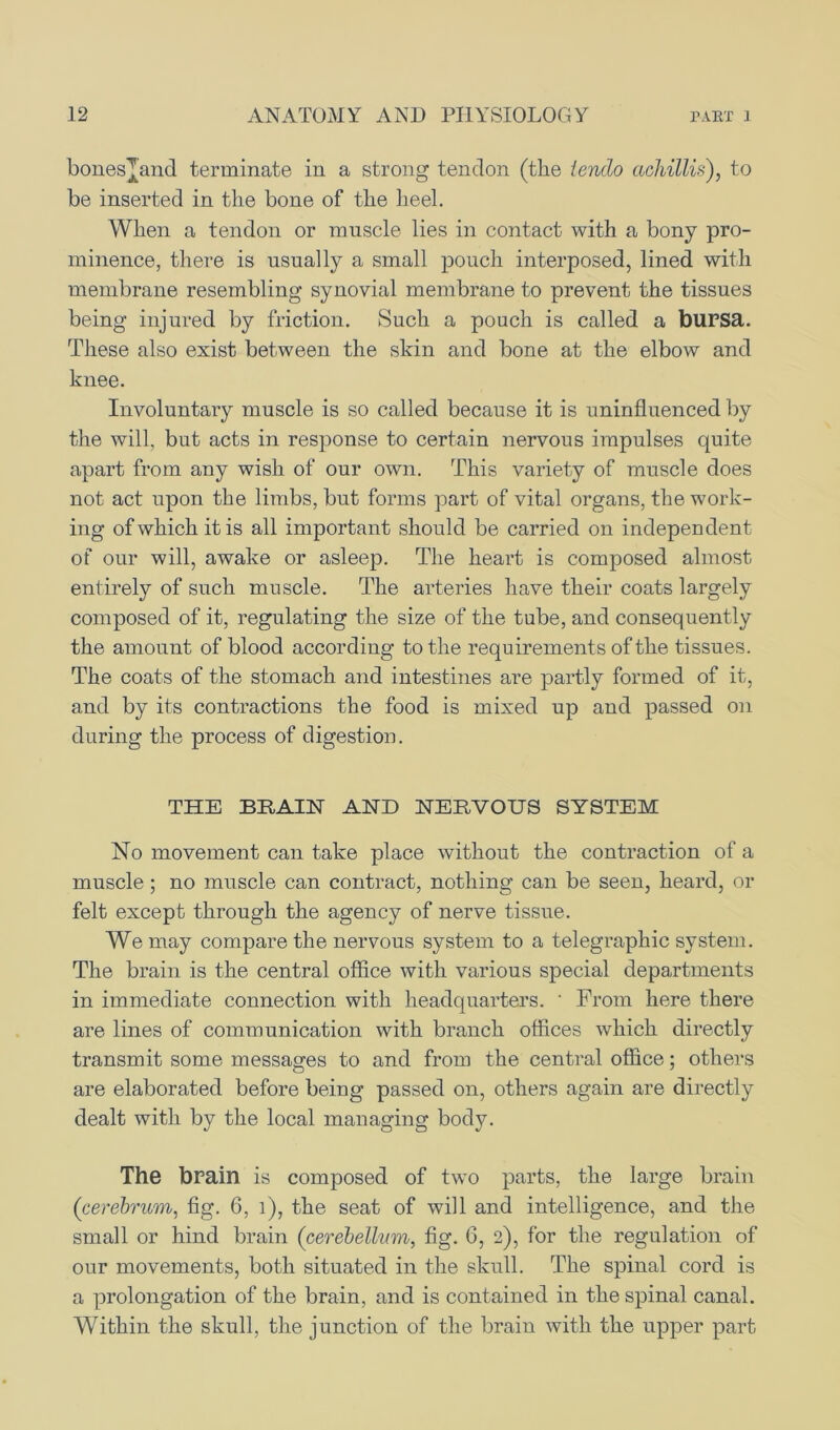 bones^and terminate in a strong tendon (the tench achillis), to be inserted in the bone of the heel. When a tendon or muscle lies in contact with a bony pro- minence, there is usually a small pouch interposed, lined with membrane resembling synovial membrane to prevent the tissues being injured by friction. Such a pouch is called a bursa. These also exist between the skin and bone at the elbow and knee. Involuntary muscle is so called because it is uninfluenced by the will, but acts in response to certain nervous impulses quite apart from any wish of our own. This variety of muscle does not act upon the limbs, but forms part of vital organs, the work- ing ofwhichitis all important should be carried on independent of our will, awake or asleep. The heart is composed almost ent irely of such muscle. The arteries have their coats largely composed of it, regulating the size of the tube, and consequently the amount of blood according to the requirements of the tissues. The coats of the stomach and intestines are partly formed of it, and by its contractions the food is mixed up and passed on during the process of digestion. THE BRAIN AND NERVOUS SYSTEM No movement can take place without the contraction of a muscle ; no muscle can contract, nothing can be seen, heard, or felt except through the agency of nerve tissue. We may compare the nervous system to a telegraphic system. The brain is the central office with various special departments in immediate connection with headquarters. ' From here there are lines of communication with branch offices which directly transmit some messages to and from the central office; others are elaborated before being passed on, others again are directly dealt with by the local managing body. The brain is composed of two parts, the large brain ('cerebrum, fig. 6, l), the seat of will and intelligence, and the small or hind brain (cerebellum, fig. 6, 2), for the regulation of our movements, both situated in the skull. The spinal cord is a prolongation of the brain, and is contained in the spinal canal. Within the skull, the junction of the brain with the upper part
