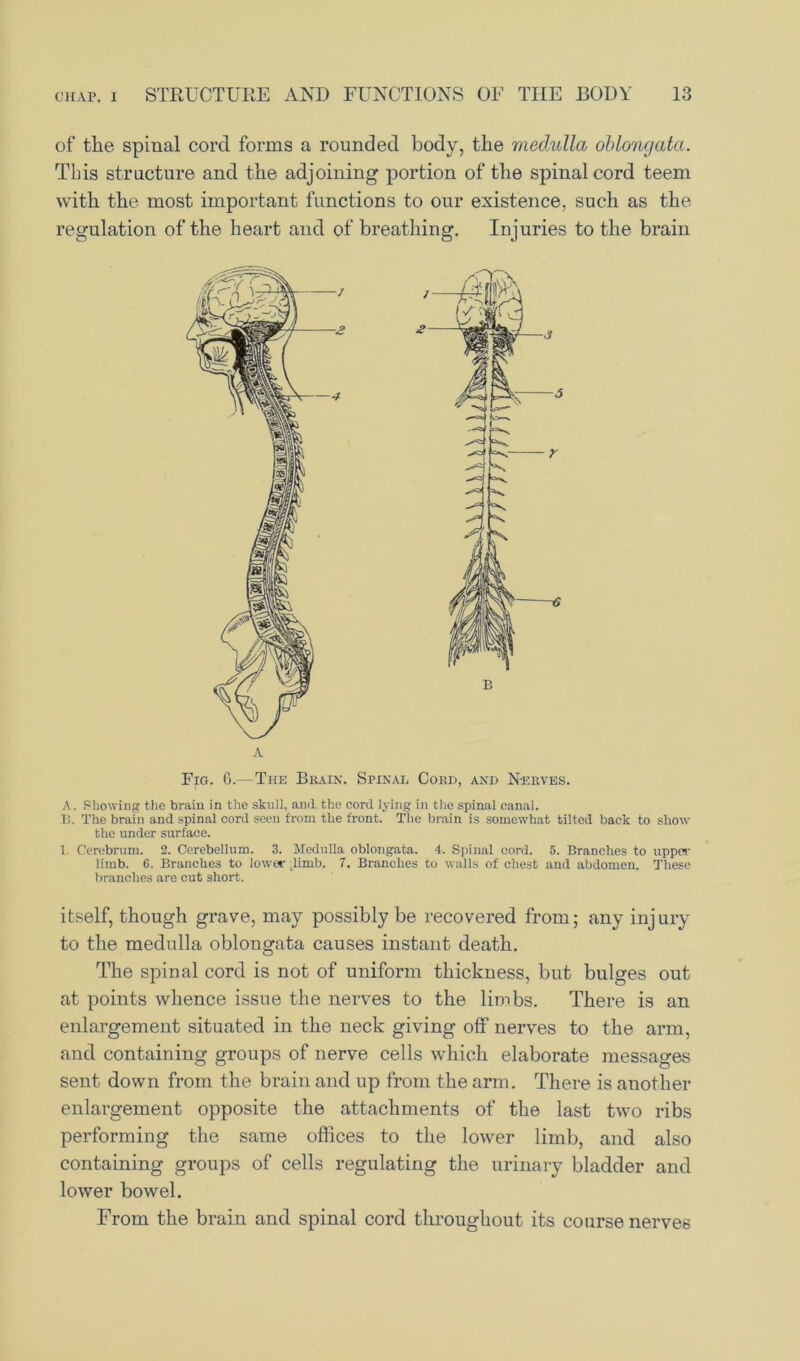 of the spinal cord forms a rounded body, the medulla oblongata. This structure and the adjoining portion of the spinal cord teem with the most important functions to our existence, such as the regulation of the heart and of breathing. Injuries to the brain A Fig. 6.—The Brain. Spinal Cord, and Nerves. A. Showing the brain in the skull, and.the cord lying in the spinal canal. B. The brain and spinal cord seen from the front. The brain is somewhat tilted back to show the under surface. 1. Cerebrum. 2. Cerebellum. 3. Medulla oblongata. 4. Spinal cord. 5. Branches to upper limb. 6. Branches to lower .limb. 7. Branches to walls of chest and abdomen. These branches are cut short. itself, though grave, may possibly be recovered from; any injury to the medulla oblongata causes instant death. The spinal cord is not of uniform thickness, but bulges out at points Avhence issue the nerves to the limbs. There is an enlargement situated in the neck giving off nerves to the arm, and containing groups of nerve cells which elaborate messages sent down from the brain and up from the arm. There is another enlargement opposite the attachments of the last two ribs performing the same offices to the loAver limb, and also containing groups of cells regulating the urinary bladder and lower bowel. From the brain and spinal cord throughout its course nerves