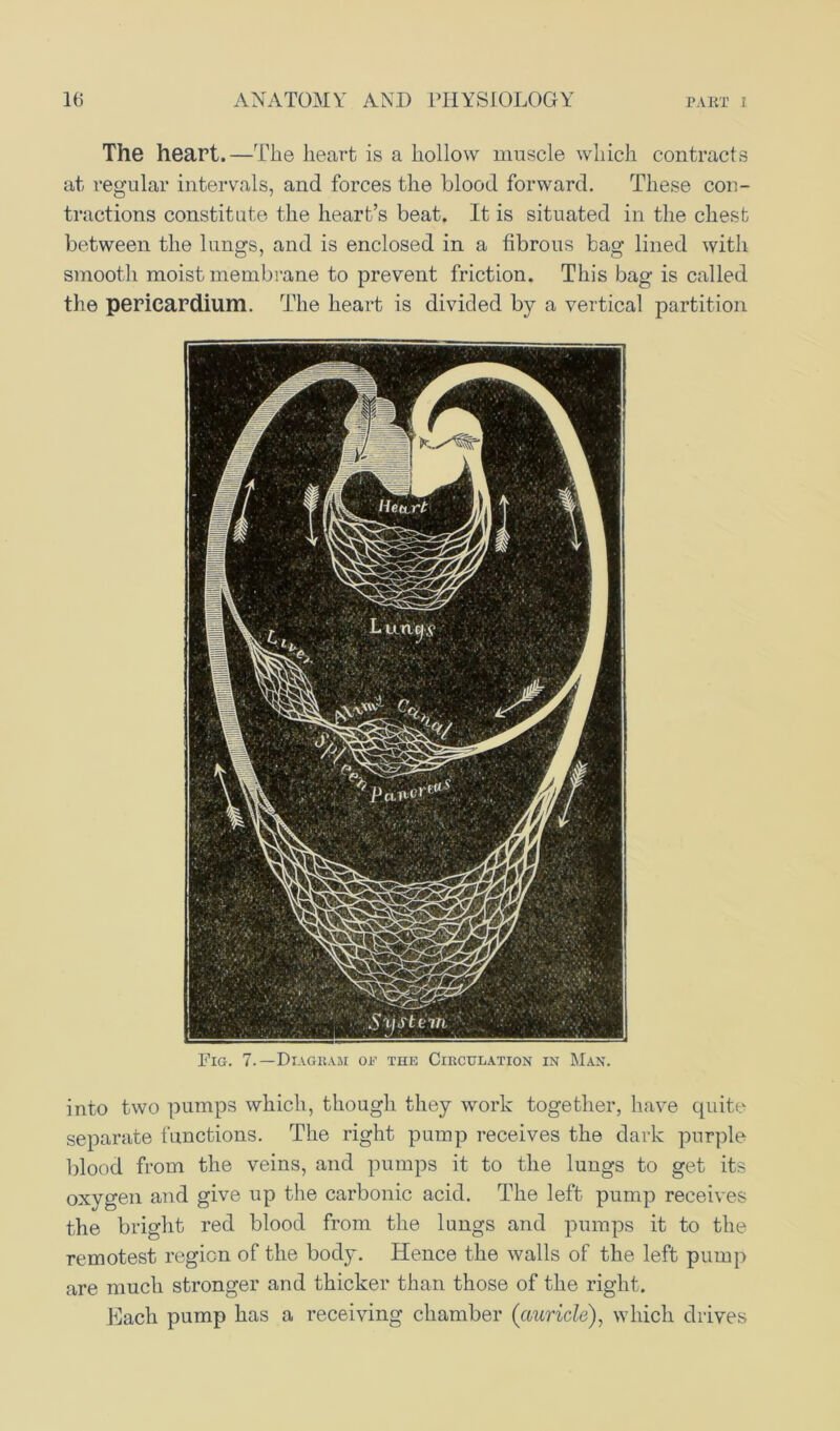 The heart.—The heart is a hollow muscle which contracts at regular intervals, and forces the blood forward. These con- tractions constitute the heart’s beat. It is situated in the chest between the lungs, and is enclosed in a fibrous bag lined with smooth moist membrane to prevent friction. This bag is called the pericardium. The heart is divided by a vertical partition Fig. 7.—Diagram op the Circulation in Man. into two pumps which, though they work together, have quite separate functions. The right pump receives the dark purple blood from the veins, and pumps it to the lungs to get its oxygen and give up the carbonic acid. The left pump receives the bright red blood from the lungs and pumps it to the remotest region of the body. Hence the walls of the left pump are much stronger and thicker than those of the right. Each pump has a receiving chamber (auricle), which drives