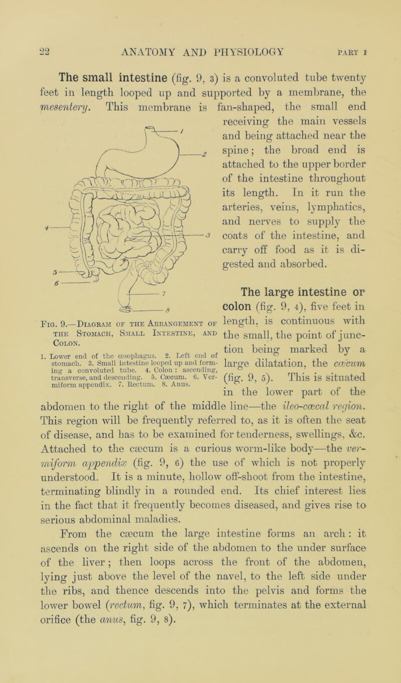 The small intestine (fig. 9, 3) is a convoluted tube twenty feet in length looped up and supported by a membrane, the mesentery. This membrane is fan-shaped, the small end the main vessels receiving and being attached near the spine; the broad end is attached to the upper border of the intestine throughout its length. In it run the arteries, veins, lymphatics, and nerves to supply the coats of the intestine, and carry off food as it is di- gested and absorbed. The large intestine or colon (fig. 9, 4), five feet in Fig. 9.—Diagram of the Arrangement of length, is continuous with the Stomach, Small Intestine, and tPg smaty the point of junc- „ tion being; marked by a 1. Lower end of the oesophagus. 2. Left end of ... . stomach. 3. Small intestine looped up and form- large dilatation, the CCtCUm ing a convoluted tube. 4. Colon : ascending, ° transverse, and descending. 5. Caecum. G. Ver- (fig. 9, 5). This is situated miform appendix. 7. Rectum. 8. Anus. ^ ~ ' in the lower part of the abdomen to the right of the middle line—the ileo-ccecal region. This region will be frequently referred to, as it is often the seat of disease, and has to be examined for tenderness, swellings, &c. Attached to the c£ecum is a curious worm-like body—the ver- miform appendix (fig. 9, 6) the use of which is not properly understood. It is a minute, hollow off-shoot from the intestine, terminating blindly in a rounded end. Its chief interest lies in the fact that it frequently becomes diseased, and gives rise to serious abdominal maladies. From the ciecum the large intestine forms an arch: it ascends on the right side of the abdomen to the under surface of the liver; then loops across the front of the abdomen, lying just above the level of the navel, to the left side under the ribs, and thence descends into the pelvis and forms the lower bowel (rectum, fig. 9, 7), which terminates at the external orifice (the anus, fig. 9, 8).