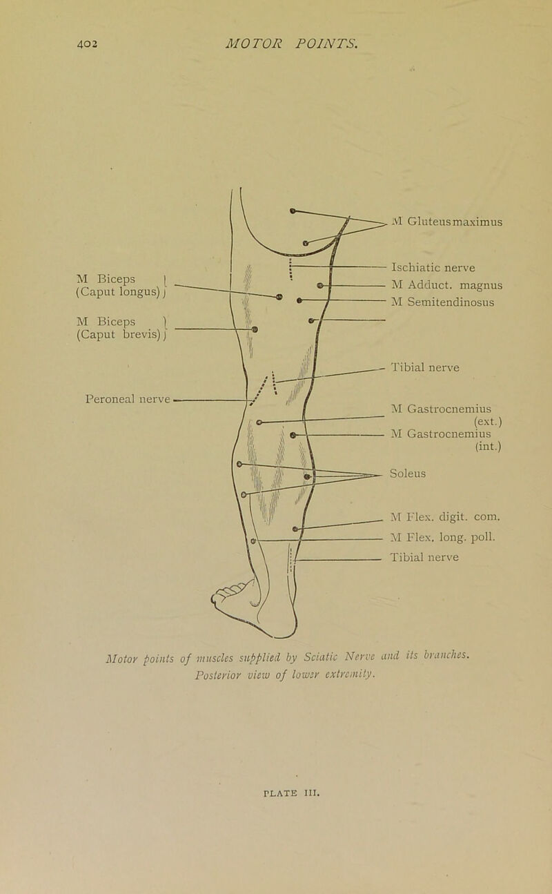 Motov points of muscles supplied by Sciatic Nerve and its branches. Posterior view of lower extremity. TLATE III.