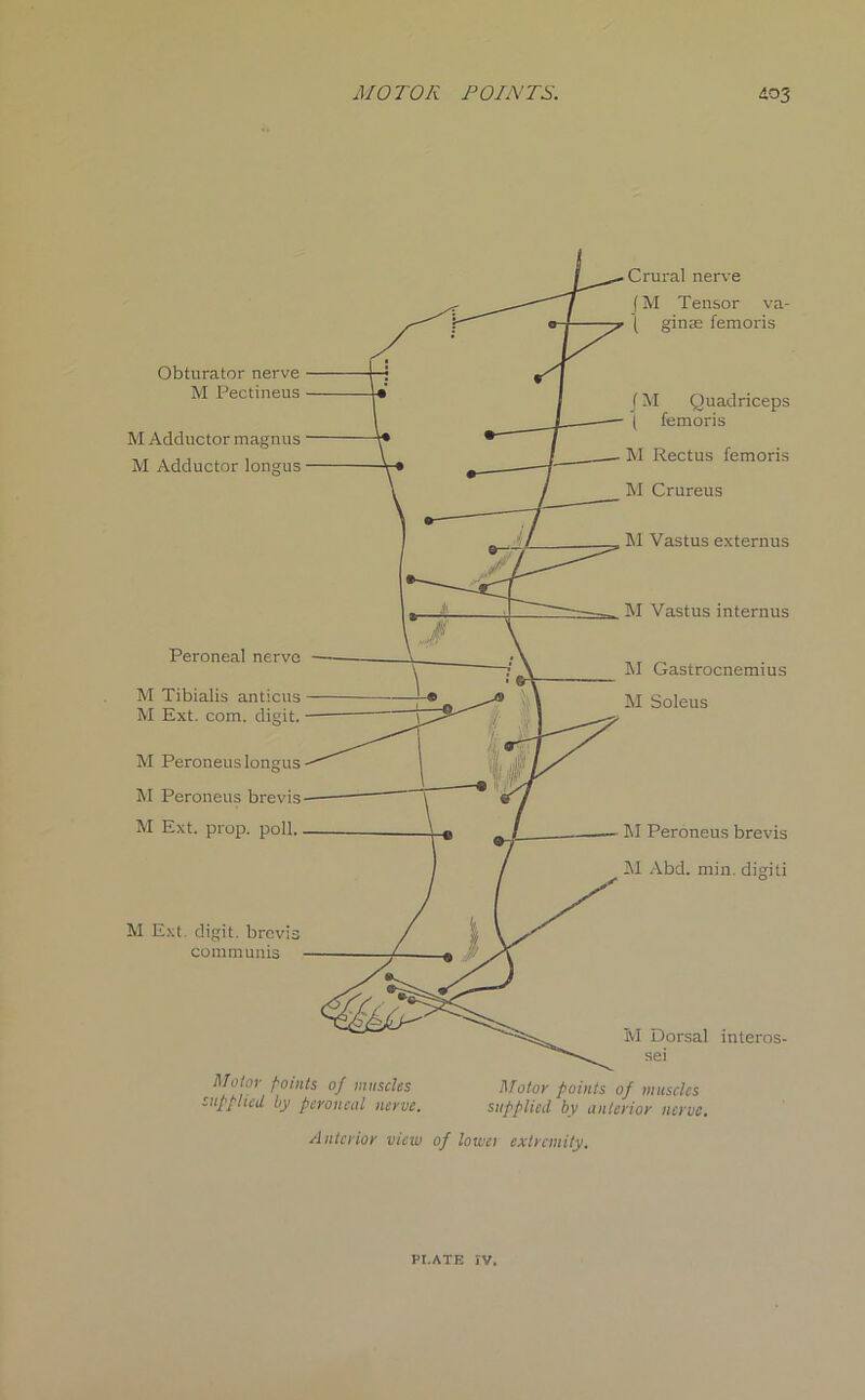 Obturator nerve M Pectineus M Adductor magnus M Adductor longus Peroneal nerve M Tibialis anticus M Ext. com. digit. M Peroneus longus M Peroneus brevis M Ext. prop. poll. M Ext. digit, brevis communis Crural nerve fM Tensor va- I ginae femoris j M Quadriceps t femoris M Rectus femoris M Crureus M Vastus externus M Vastus internus M Gastrocnemius M Soleus M Peroneus brevis M Abd. min. digiti Ivl Dorsal interos- sei Motor points of muscles supplied by peroneal nerve. Motor points of muscles supplied by anterior nerve. Anterior view of lowei extremity. PI.ATE IV.