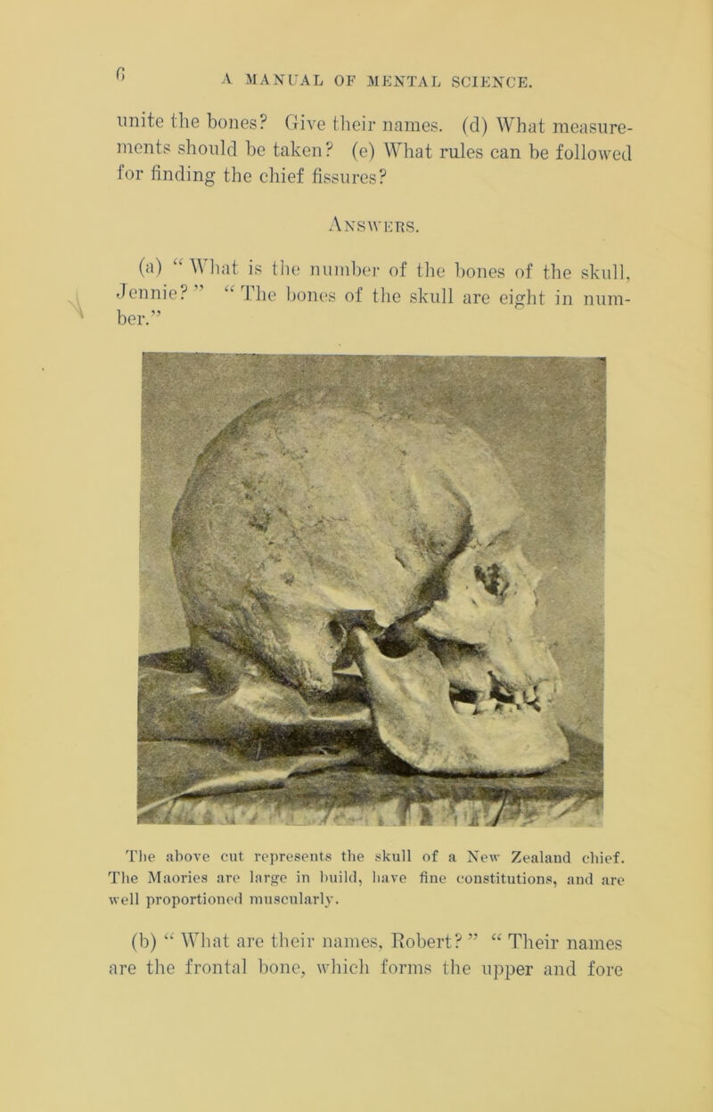fi unite the bones? Give their names, (d) What measure- ments should he taken? (e) What rules can he followed for finding the chief fissures? Answers. (a) '■ What is the number of the hones of the skull, Jennie? “ The bones of the skull are eight in num- ber.” The above cut represents the skull of a New Zealand chief. The Maories are large in build, have fine constitutions, and are well proportioned muscularly. (b) “ What are their names, Robert? ” “ Their names are the frontal bone, which forms the upper and fore