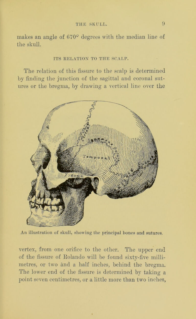 makes an angle of 670° degrees with the median line of the skull. ITS RELATION TO THE SCAT.r. The relation of this fissure to the scalp is determined by finding the junction of the sagittal and coronal sut- ures or the bregma, by drawing a vertical line over the An illustration of skull, showing the principal bones and sutures. vertex, from one orifice to the other. The upper end of the fissure of Rolando will be found sixty-five milli- metres, or two and a half inches, behind the bregma. The lower end of the fissure is determined by taking a point seven centimetres, or a little more than two inches,