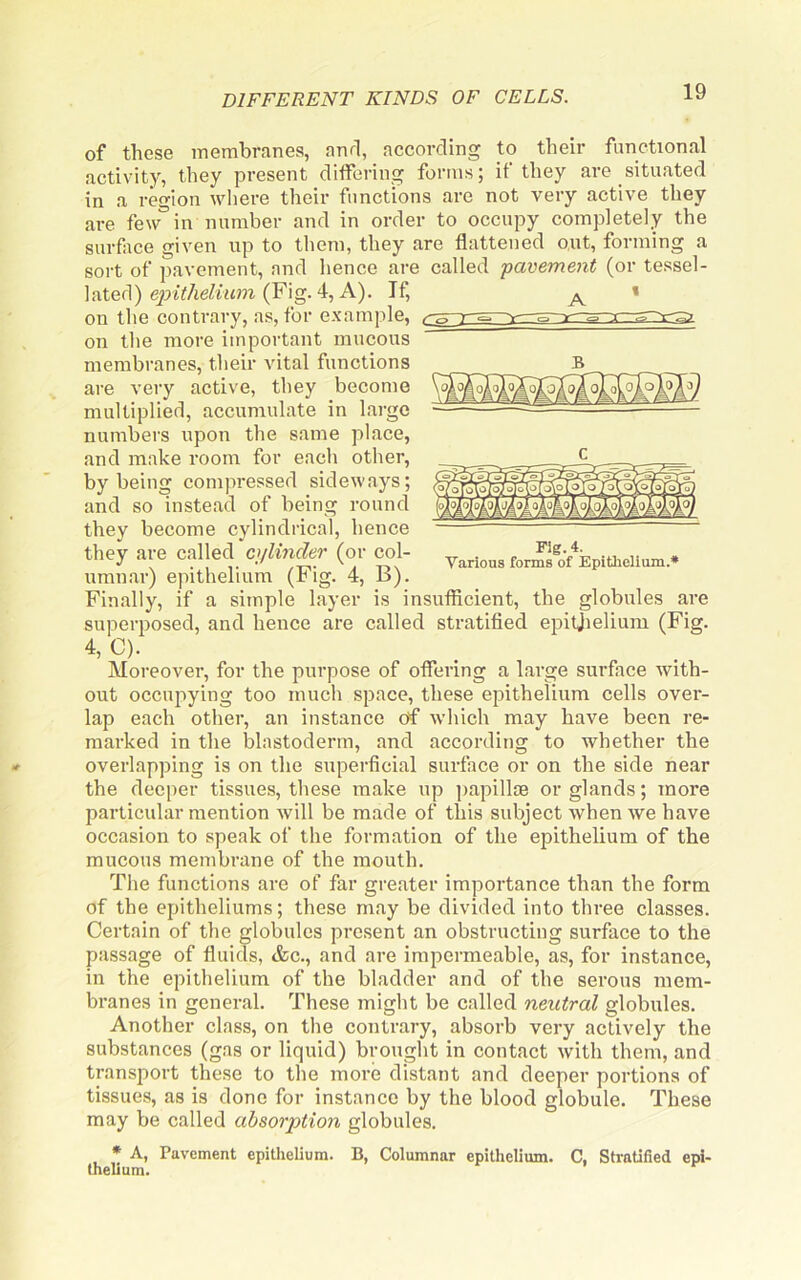 of these membranes, anrl, according to their functional activity, they present differing forms; if they are situated in a region where their functions are not very active they are few°in number and in order to occupy completely the surface given up to them, they are flattened o.ut, forming a sort of pavement, and hence are called 'pavement (or tessel- lated) (Fig. 4, A). If, ^ « on the contrary, as, for example, on the more important mucous membranes, their vital functions are very active, they become multiplied, accumulate in large numbers upon the same place, and make room for each other, by being compressed sideways; and so instead of being round they become cylindrical, hence they are called cylinder (or col- umnar) epithelium (Fig. 4, B). Finally, if a simple layer is insufficient, the globules are superposed, and hence are called stratified epitjielium (Fig. 4, C). Fig. 4. Various forms of Epithelium.* Moreover, for the purpose of offering a large surface with- out occupying too much space, these epithelium cells over- lap each other, an instance df which may have been re- mained in the blastoderm, and according to whether the overlapping is on the superficial surface or on the side near the deeper tissues, these make up papillm or glands; more particular mention will be made of this subject when we have occasion to speak of the formation of the epithelium of the mucous membrane of the mouth. The functions are of far greater importance than the form of the epitheliums; these may be divided into three classes. Certain of the globules present an obstructing surface to the passage of fluids, <&c., and are impermeable, as, for instance, in the epithelium of the bladder and of the serous mem- branes in general. These might be called neutral globules. Another class, on the contrary, absorb very actively the substances (gas or liquid) brought in contact with them, and transport these to the more distant and deeper portions of tissues, as is done for instance by the blood globule. These may be called absorption globules. * A, Pavement epithelium. B, Columnar epithelium. C, Stratified epi- thelium.