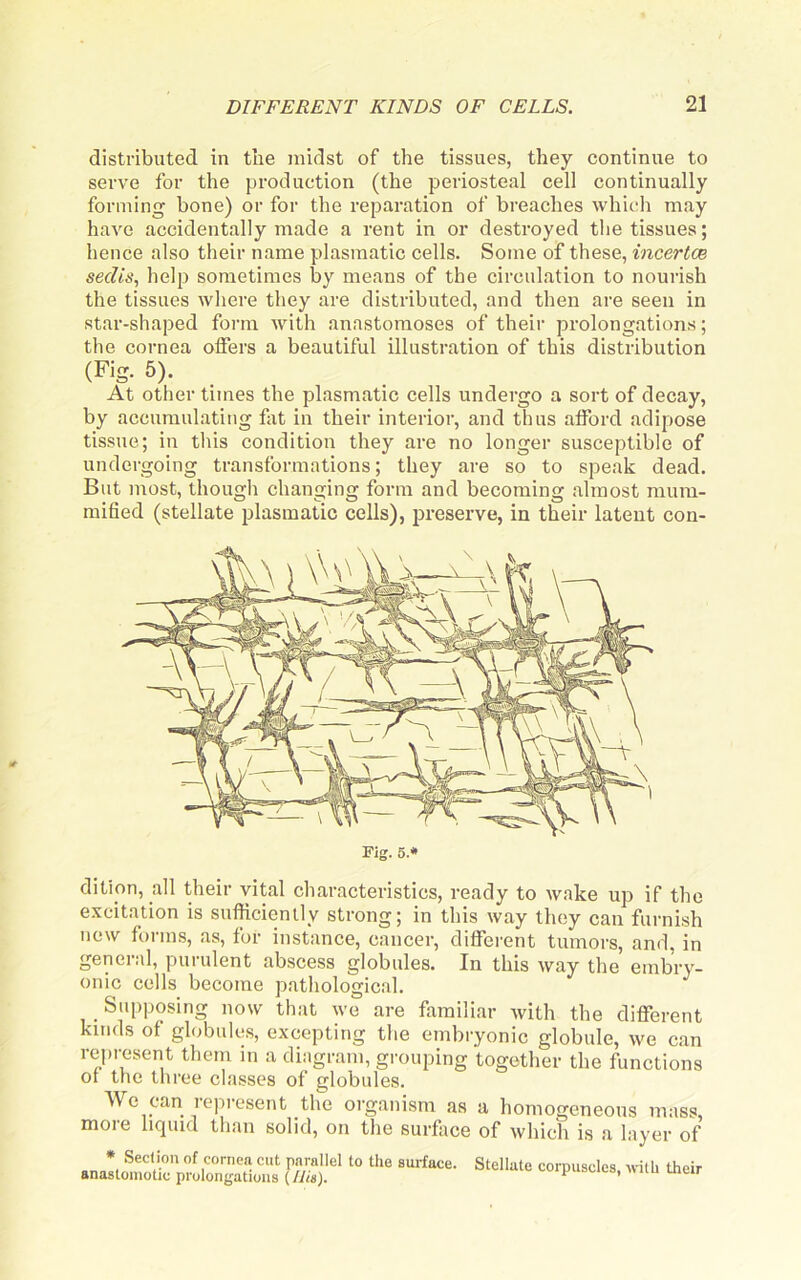 distributed in the midst of the tissues, they continue to serve for the production (the periosteal cell continually forming bone) or for the reparation of breaches which may have accidentally made a rent in or destroyed the tissues; hence also their name plasmatic cells. Some of these, incertce sedis, help sometimes by means of the circulation to nourish the tissues where they are distributed, and then are seen in star-shaped foi’m with anastomoses of their prolongations; the cornea olfers a beautiful illustration of this distribution (Fig. 5). At other times the plasmatic cells undergo a sort of decay, by accumulating fat in their interior, and thus alford adipose tissue; in this condition they are no longer susceptible of undergoing transformations; they are so to speak dead. But most, though changing form and becoming almost mum- mified (stellate plasmatic cells), preserve, in their latent con- Fig. 5.* dition, all their vital characteristics, ready to wake up if the excitation is sufficiently strong; in this way they can furnish new forms, as, for instance, cancer, different tumors, and, in general, purulent abscess globules. In this way the embry- onic cells become pathological. . Supposing now that we are fiimiliar with the different kinds of globules, excepting the embryonic globule, we can rejiresent them m a diagram, grouping together the functions or the three classes of globules. We can represent the organism as a homogeneous mass, more liquid than solid, on the surfiice of which is a layer of * Section of cornea cut parallel to the awface. anastomotic prolongations {Ilia). Stellate corpuscles, with their