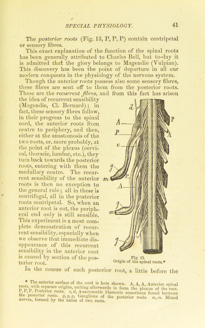 The posterior roots (Fig. 13, P, P, P) contain centrijDetal or sensory fibres. This e.\act explanation of the function of the spinal roots has been generally attributed to Charles Bell, but to-day it is admitted that the glory belongs to Magendie (Vulpian). This discovery has been the point of departure in all our modern conquests in the physiology of tlie nervous system. Though the anterior roots possess also some sensoi’y fibres, these fibres are sent otf to them from the posterior roots. These are the recurrent fibres., and from this fact has arisen the idea of recurrent sensibility (Magendie, Cl. Bernard); in fact, these sensory fibres follow, in their progress to the spinal cord, the anterior roots from centre to periphery, and then, either at the anastomosis of the two roots, or, more probably, at the point of the plexus (cervi- cal, llioracic, lumbar, etc.), they tui'ii back towards the posterior roots, entering with them the medullary centre. The recur- rent sensibility of the anteiior roots is then no exception to the general rule; all in these is centrifugal, all in the posterior roots centripetal. So, when an anterior root is cut, the periph- eval end only is still sensible. This experiment is a most com- ))lete demonstration of recur- rent sensibility, especially when we observe that immediate dis- appearance of this recurrent sensibility in the anterior root is caused by section of the pos- terior root. In the course of each post Fig. 13. Origin of tlie spinal roots.* rior root, a little before the The anterior surface of the cord is here shown. A, A, A, Anterior spinal afterwards to form tlie ple.xus of tlie root! 11,’i ’ ' f e, (/, Aiia.stoniotic filaments sometimes found between nervL” f^a»ff>'ons of the posterior roots. m,m. Mixed nerves, formed by the union of two roots.