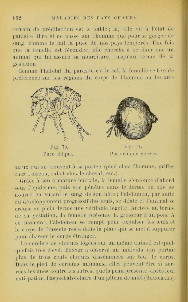 terrain de prédilection est le sable ; là, elle vit à l'état de parasite libre et ne passe sur l’homme que pour se gorger de sang, comme le fait la puce de nos pays tempérés. lue fois que la femelle est fécondée, elle cherche à se fixer sur un animal qui lui assure sa nourriture, jusqu’au terme de sa gestation. Comme l'habitat du parasite est le sol, la femelle se lixe de préférence sur les régions du corps de l'homme ou des ani- Fig. 70. Fig. TJ. Paco chique.. Puce chique gorgée. maux qui se trouvent à sa portée (pied chez l'homme, griffes chez l’oiseau, sabot chez le cheval, etc.). Grâce à son armature buccale, la femelle s'enfonce d'abord sous l’épiderme, puis elle pénètre dans le derme où elle se nourrit en suçant le sang de son hôte ; l’abdomen, par suite du développement progressif des œufs, se dilate et l'animal se creuse en plein derme une véritable logette. Arrivée au terme de sa gestation, la femelle présente la grosseur d'un pois. A ce moment, l’abdomen se rompt pour expulser les œufs et le corps de l'insecte reste dans la plaie qui se met à suppurer pour chasser le corps étranger. Le nombre de chiques logées sur un même animal est quel- quefois très élevé. Bonnet a observé un individu qui portaiI plus de trois cents chiques disséminées sur tout le corps. Dans le pied de certains animaux, elles peuvent être si ser- rées les unes contre les autres, que la peau présente, après leur extirpation, l'aspect alvéolaire d’un gâteau de miel (Blanchard).