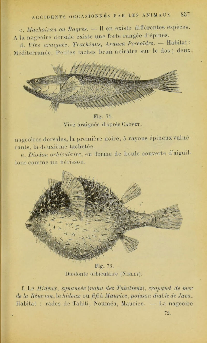 Fig. 71. Vive araignée d'après Gauvet. nageoires dorsales, la première noire, a rayons épineux\ulné- ranls, la deuxième tachetée. e. Diodon orbiculairc, en forme de boule couverte d’aiguil- lons comme un hérisson. Fig. 7b. Diodonte orbiculairc (Nieli.y). f. Le Hideux, synancée (nohu des Tahitiens), crapaud de mer de la Réunion, le hideux ou fi fi à Maurice, poisson diable de Java. Habitat : rades de Tahiti, Nouméa, Maurice. — La nageoire A G G I I) Ti N T S OCCASIONNES I* A H CES A N I M A l X c. Machoiran ou Bagres. — Il en existe différentes espèces. A la nageoire dorsale existe une forte rangée d épines. d. Vive araignée. Trachinus, Aranea Per coides. — Habitat: Méditerranée. Petites taches brun noirâtre sur le dos; deux.