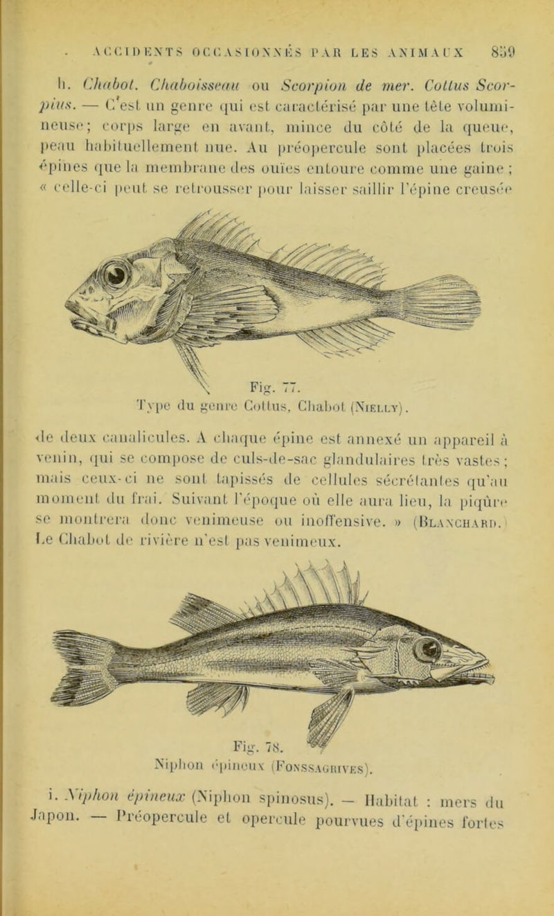 # I). Chabot. Chaboisseau ou Scorpion de mer. Collus Scor- pivs. — G est un genre qui est caractérisé par une tète volumi- neuse; corps large en avant, mince du côté de la queue, peau habituellement nue. Au préopercule sont placées trois opines que la membrane des ouïes entoure comme une gaine ; « celle-ci peut se retrousser pour laisser saillir l’épine creusée Type du genre Cottus, Chabot (Nielly). de deux canalicules. A chaque épine est annexé un appareil à venin, qui se compose de culs-de-sac glandulaires très vastes; mais ceux-ci ne sont tapissés île cellules sécrélantes qu’au moment du frai. Suivant l’époque où elle aura lieu, la piqûre se montrera donc venimeuse ou inoffensive. » (Blanchard. • e Chabot de rivière n'est pas venimeux. Niphon épineux (Fonssagiuves). i.Xiphon épineux (Niphon spinosus). - Habitat : mers du Japon. l'réopercule et opercule pourvues d’épines fortes