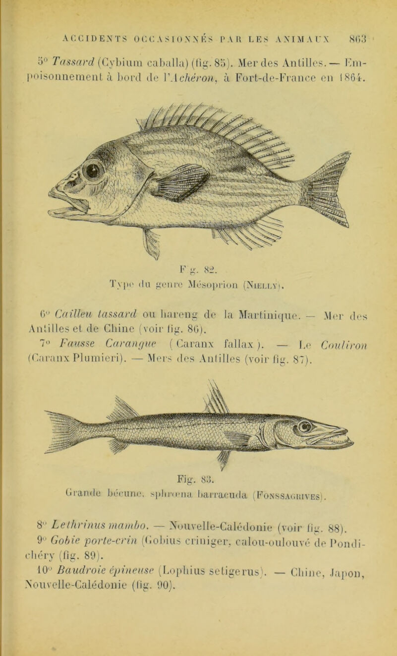 o° Tassard (Gybium caballa) (fig. 85). Mer clés Antilles.— Km- l'oisonnement à bord de VAchêron, à Fort-de-France en I86i. 0” Cailleu tassard ou hareng de la Martinique. — Mer des Antilles et de Chine (voir lig. 80). 1 Fausse Carangue ( Caranx fa Max ). — Ce Couliron (Caranx Plumieri). — Mers des Antilles (voir lig. 87). Fig. 80. Grande bécane, sphrœna barracuda (Fonssaowyes). 8 Lethrinus mambo. — Nouvelle-Calédonie (voir lig. 88). 9 Gobie porte-crin (Cobius eriniger, calou-oulouvé de Pondi- chéry (lig. 89). 101' Baudroie épineuse (Lophius setigerus). — Chine, Japon, Nouvelle-Calédonie (lig. 90).