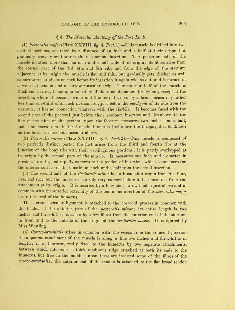 § 4. The Muscular Anatomy of the Fore Iamb. (1) Pectoralis major {Plate XXVIII. fig. 4, Feet. I).—This muscle is divided into two distinct portions, separated by a distance of an inch and a half at their origin, but gradually converging towards their common insertion. The posterior half of the muscle is rather more than an inch and a half wide at its origin; its fibres arise from the sternal part of the 3rd, 4th, and 5th ribs and from the edge of the sternum adjacent; at its origin the muscle is flat and thin, but gradually gets thicker as well as narrower; at about an inch before its insertion it again widens out, and is formed of a wide flat tendon and a narrow muscular strip. The anterior half of the muscle is thick anti narrow, being approximately of the same diameter throughout, except at the insertion, where it becomes wider and thinner; it arises by a head, measuring rather less than one-third of an inch in diameter, just below the omohyoid of its side from the sternum; it has no connection whatever with the clavicle. It becomes fused with the second part of the pectoral just before their common insertion and lies above it; the line of insertion of the pectoral upon the forearm measures two inches and a half, and commences from the head of the humerus just above the biceps ; it is tendinous on the lower surface but muscular above. (2) Pectoralis minor (Plate XXVIII. fig. 4, Pect. 2).—This muscle is composed of two perfectly distinct parts : the first arises from the third and fourth ribs at the junction of the bony ribs with their cartilaginous portions; it is partly overlapped at its origin by the second part of the muscle. It measures one inch and a quarter in greatest breadth, and rapidly narrows to the tendon of insertion, which commences (on the inferior surface of the muscle) an inch and a half from the actual insertion. (3) The second half of the Pectoralis minor has a broad thin origin from ribs four, five, and six; but the muscle is already very narrow before it becomes free from the attachment at its origin. It is inserted by a long and narrow tendon just above and in common with the anterior extremity of the tendinous insertion of the pectoralis major on to the head of the humerus. The sterno-clavicular ligament is attached to the coracoid process in common with the tendon of the anterior part of the pectoralis minor; its entire length is two inches and three-fifths; it arises by a few fibres from the anterior end of the sternum in front and to the outside of the origin of the pectoralis major. It is figured by Miss Westling. (4) Coraco-brachialis arises in common with the biceps from the coracoid process; the apparent attachment of the muscle is along a line two inches and three-fifths in length; it is, however, really fixed to the humerus by two separate attachments, between which intervenes a thick tendinous ridge attached at both its ends to the humerus, but free in the middle; upon these are inserted some of the fibres of the coraco-brachialis; the anterior end of the tendon is attached to the flat broad tendon