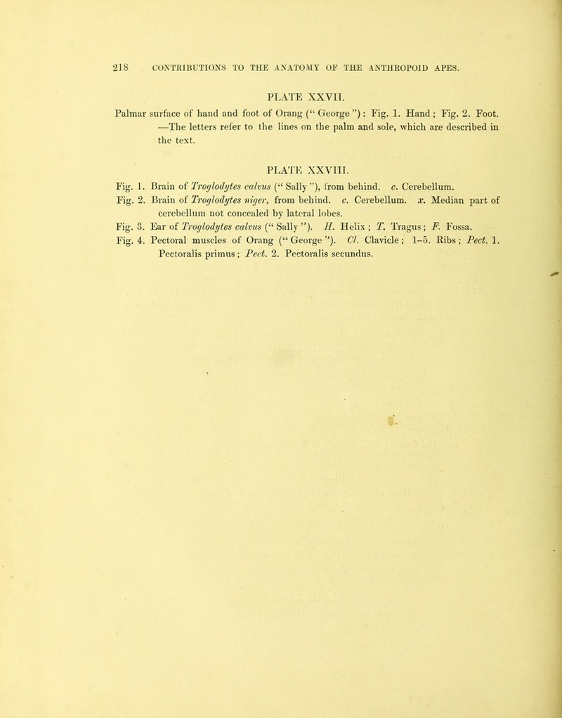 PLATE XXVII. Palmar surface of hand and foot of Orang (“ George ”): Fig. 1. Hand; Fig. 2. Foot. —The letters refer to the lines on the palm and sole, which are described in the text. PLATE XXVIII. Fig. 1. Brain of Troglodytes calvus (“ Sally ”), from behind, c. Cerebellum. Fig. 2. Brain of Troglodytes niger, from behind, c. Cerebellum, x. Median part of cerebellum not concealed by lateral lobes. Fig. 3. Ear of Troglodytes calvus (“ Sally ”). II. Helix; T. Tragus; F. Fossa. Fig. 4. Pectoral muscles of Orang (“ George ”). Cl. Clavicle; 1-5. Ribs; Feet. 1. Pectoralis primus; Feet. 2. Pectoralis secundus.