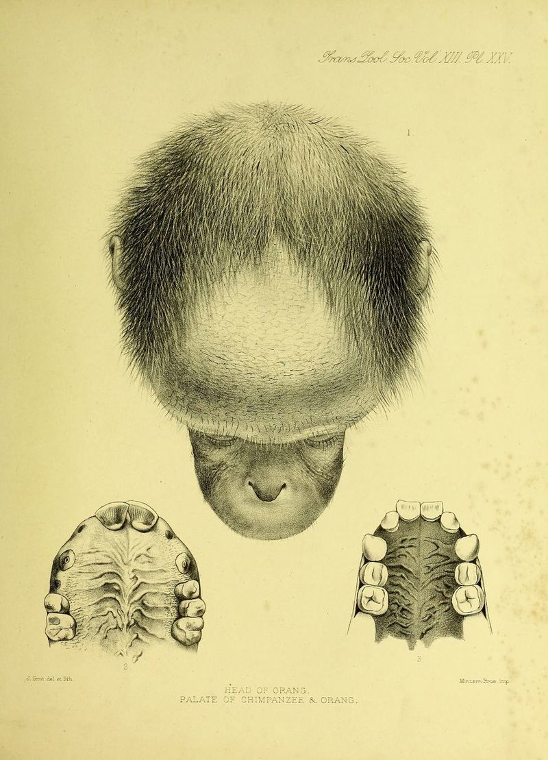 HEAD OF ORANG. PALATE OF CHIMPANZEE &. ORAN-G