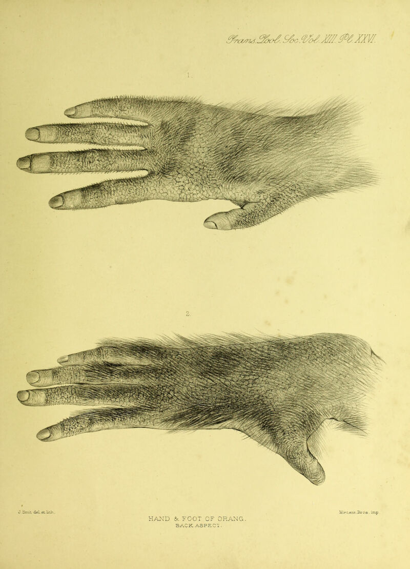 3X^.XXX.9X.U/.M.MXXVI. 1 . 2. J. Srr.it del. ei. lith. HAND &. FOOT OF ORANG. BACK ASPECT. Mi m. err. ±stcs . imp.