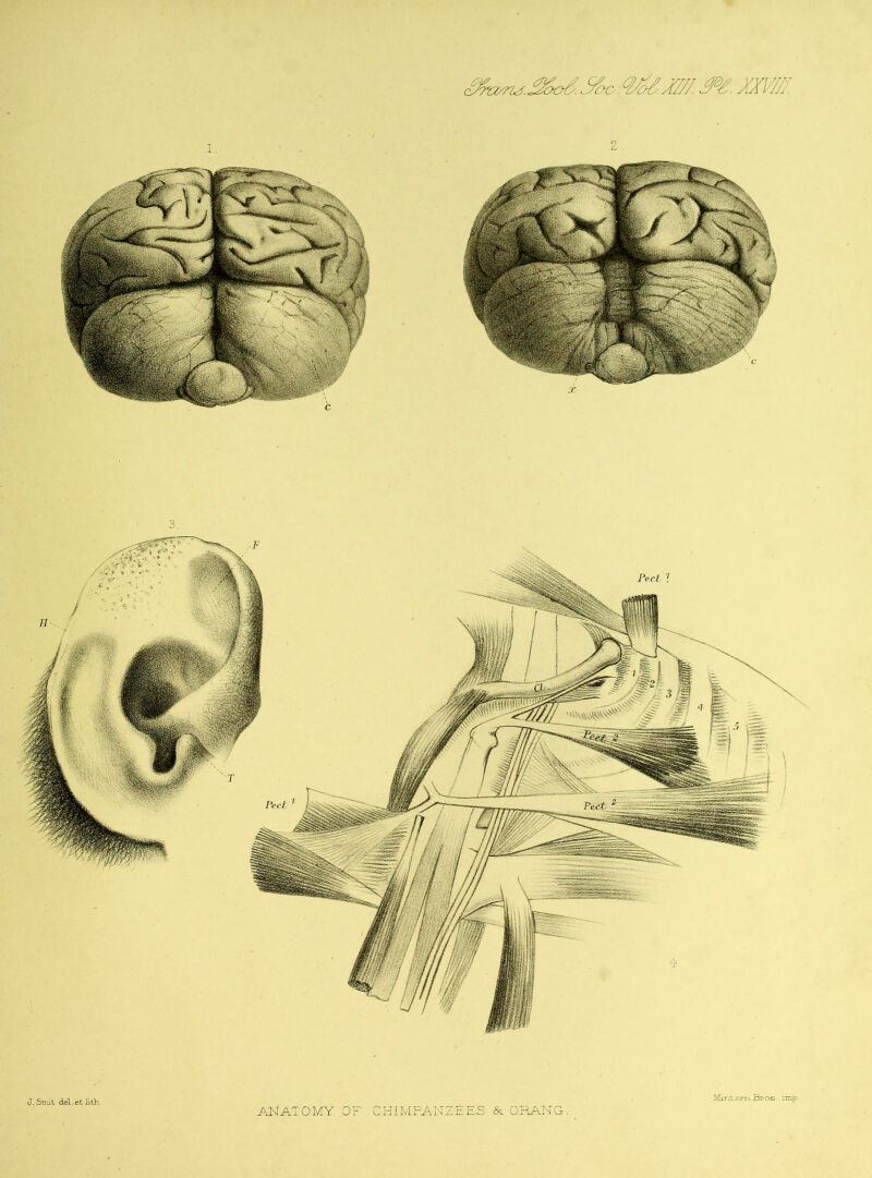J, Smit del. et iith . ANATOMY OF CHIMPANZEES &.ORAMG. Mint. era. B0qs ■ imp
