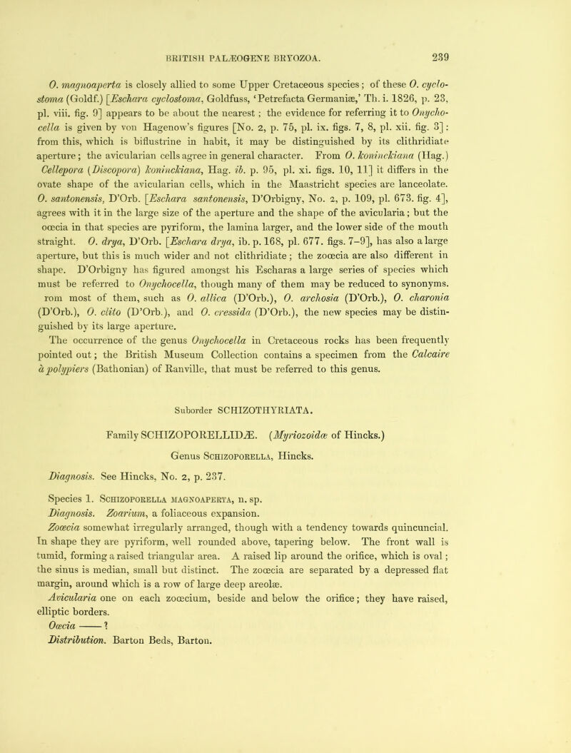 0. magnoaperta is closely allied to some Upper Cretaceous species; of these 0. cyclo- stoma (Goldf.) [Eschara cyclostoma, Goldfuss, ‘Petrefacta Germanise,’ Th.i. 1826, p. 23, pi. viii. fig. 9] appears to be about the nearest; the evidence for referring it to Onycho- cella is given by von Hagenow’s figures [No. 2, p. 75, pi. ix. figs. 7, 8, pi. xii. fig. 3] : from this, which is biflustrine in habit, it may be distinguished by its clithridiate aperture; the avicularian cells agree in general character. From 0. koninckiaua (Hag.) Cellepora (Discopora) koninckiana, Hag. ib. p. 95, pi. xi. figs. 10, 11] it differs in the ovate shape of the avicularian cells, which in the Maastricht species are lanceolate. 0. santonensis, D’Orb. [Eschara santonensis, D’Orbigny, No. a, p. 109, pi. 673. fig. 4], agrees with it in the large size of the aperture and the shape of the avicularia; but the ooecia in that species are pyriform, the lamina larger, and the lower side of the mouth straight. 0. drya, D’Orb. [Eschara drya, ib. p. 168, pi. 677. figs. 7-9], has also a large aperture, but this is much wider and not clithridiate; the zooecia are also different in shape. D’Orbigny has figured amongst his Escharas a large series of species which must be referred to Onychocella, though many of them may be reduced to synonyms. rom most of them, such as 0. allica (D’Orb.), 0. archosia (D’Orb.), 0. charonia (D’Orb.), 0. clito (D’Orb.), and 0. cressida (D’Orb.), the new species may be distin- guished by its large aperture. The occurrence of the genus Onychocella in Cretaceous rocks has been frequently pointed out; the British Museum Collection contains a specimen from the Calcaire a polypiers (Bathonian) of Ranville, that must be referred to this genus. Suborder SCHIZOTHYRIATA. Family SCHIZOPORELLIDaE. (Myriozoidoe of Plincks.) Genus Schizoporella, Hincks. Diagnosis. See Hincks, No. 2, p. 237. Species 1. Schizoporella magnoaperta, n. sp. Diagnosis. Zoarium, a foliaceous expansion. Zooecia somewhat irregularly arranged, though with a tendency towards quincuncial. In shape they are pyriform, well rounded above, tapering below. The front wall is tumid, forming a raised triangular area. A raised lip around the orifice, which is oval ; the sinus is median, small but distinct. The zooecia are separated by a depressed flat margin, around which is a row of large deep areolse. Avicularia one on each zooscium, beside and below the orifice; they have raised, elliptic borders. Ooecia 1 Distribution. Barton Beds, Barton.