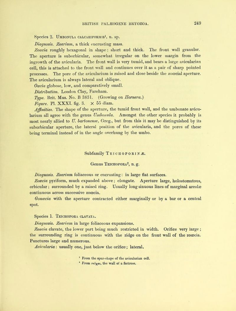 Species 2. Umborula calcariformis1, n. sp. Diagnosis. Zoarium, a thick encrusting mass. Zocecia roughly hexagonal in shape : short and thick. The front wall granular. The aperture is suborbicular, somewhat irregular on the lower margin from the ingrowth of the avicularia. The front wall is very tumid, and bears a large avicularian cell, this is attached to the front wall and continues over it as a pair of sharp pointed processes. The pore of the avicularium is raised and close beside the zooecial aperture. The avicularium is always lateral and oblique. Ocecia globose, low, and comparatively small. Distribution. London Clay, Fareham. Type. Brit. Mus. No. B 3831. (Growing on llornera.) Figure. PI. XXXI. fig. 3. X 55 diam. Affinities. The shape of the aperture, the tumid front wall, and the umbonate avicu- larium all agree with the genus Umbonula. Amongst the other species it probably is most nearly allied to U. bartonense, Greg., but from this it may be distinguished by its suborbicular aperture, the lateral position of the avicularia, and the pores of these being terminal instead of in the angle overhung by the umbo. Subfamily Teichopoeinji. Genus Teichopora2, n. g. Diagnosis. Zoarium foliaceous or encrusting: in large flat surfaces. Zooecia pyriform, much expanded above; elongate. Aperture large, holostomatous, orbicular; surrounded by a raised ring. Usually long sinuous lines of marginal areolae continuous across successive zocecia. Goncecia with the aperture contracted either marginally or by a bar or a central spot. Species 1. Teichopora clavata. Diagnosis. Zoarium in large foliaceous expansions. Zocecia clavate, the lower part being much restricted in width. Orifice very large ; the surrounding ring is continuous with the ridge on the front wall of the zocecia. Punctures large and numerous. Avicularia: usually one, just below the orifice; lateral. 1 From the spur-shape of the avicularian cell. 2 From Tel\os, the wall of a fortress.