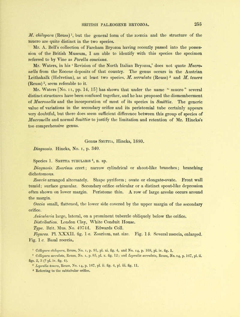 M. chilopora (Reuss) l, but the general form of the zooecia and the structure of the mucro are quite distinct in the two species. Mr. A. Bell’s collection of Fareham Bryozoa having recently passed into the posses- sion of the British Museum, I am able to identify with this species the specimen referred to by Vine as Porella concinna. Mr. Waters, in his ‘ Revision of the North Italian Bryozoa,’ does not quote Mucro- nella from the Eocene deposits of that country. The genus occurs in the Austrian Leithakalk (Helvetian), as at least two species, M. serrulata (Reuss) 2 and M. tenera (Reuss) 3, seem referable to it. Mr. Waters [No. n, pp. 14, 15] has shown that under the name “ mucro” several distinct structures have been confused together, and he has proposed the dismemberment of Mucronella and the incorporation of most of its species in Smittia. The generic value of variations in the secondary orifice and its peristomial tube certainly appears very doubtful, but there does seem sufficient difference between this group of species of Mucronella and normal Smittice to justify the limitation and retention of Mr. Hincks’s too comprehensive genus. Genus Smittia, Hincks, 1880. Diagnosis. Hincks, No. i, p. 340. Species 1. Smittia tubularis 4, n. sp. Diagnosis. Zoarium erect; narrow cylindrical or shoot-like branches; branching dichotomous. Zooecia arranged alternately. Shape pyriform ; ovate or elongate-ovate. Front wall tumid; surface granular. Secondary orifice orbicular or a distinct spout-like depression often shown on lower margin. Peristome thin. A row of large areolse occurs around the margin. Ocecia small, flattened, the lower side covered by the upper margin of the secondary orifice. Avicularia large, lateral, on a prominent tubercle obliquely below the orifice. Distribution. London Clay, White Conduit House. Type. Brit. Mus. No. 49744. Edwards Coll. Figures. PI. XXXII. fig. 1 a. Zoarium, nat. size. Fig. 1 b. Several zooecia, enlarged. Fig. 1 c. Basal zooecia. 1 Cellepora chilopora, Reuss, No. i, p. 91, pi. xi. fig. 4, and No. 14, p. 168, pi. iv. fig. 1. 2 Cellepora serrulata, Reuss, No. 1, p. 85, pi. x. fig. 12; and Lepralia serrulata, Reuss, No. 14, p. 167, pi. ii. figs. 2, 3 (? pi. iv. fig. 4). 3 Lepralia tenera, Reuss, No. 14, p. 167, pi. ii. fig. 4, pi. iii. fig. 11. 4 Referring to the subtubular orifice.