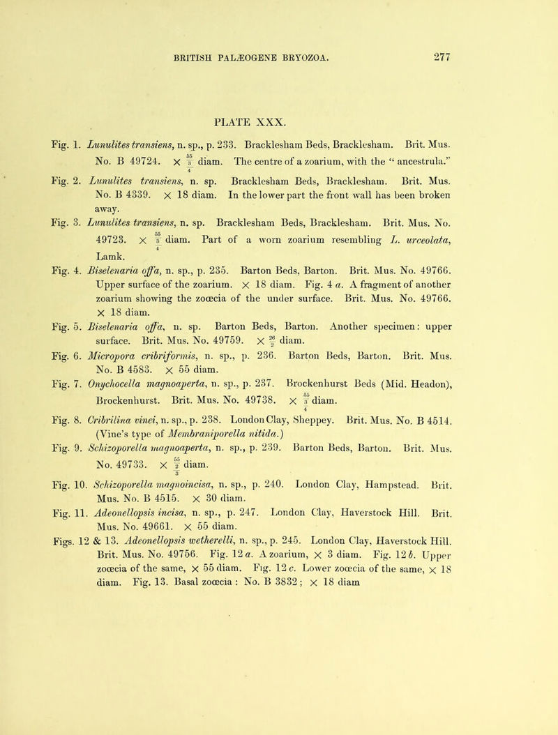 PLATE XXX. Fig. 1. Lunulites transiens, n. sp>., p. 233. Bracklesham Beds, Bracklesham. Brit. Mus. 55 No. B 49724. x ir diam. The centre of a zoarium, with the “ ancestrula.” 4 Fig. 2. Lunulites transiens, n. sp. Bracklesham Beds, Bracklesham. Brit. Mus. No. B 4339. X 18 diam. In the lower part the front wall has been broken away. Fig. 3. Lunulites transiens, n. sp. Bracklesham Beds, Bracklesham. Brit. Mus. No. 55 49723. X Y diam. Part of a worn zoarium resembling L. urceolata, 4 Lamk. Fig. 4. Biselenaria offa, n. sp., p. 235. Barton Beds, Barton. Brit. Mus. No. 4976G. Upper surface of the zoarium. X 18 diam. Fig. 4 a. A fragment of another zoarium showing the zooecia of the under surface. Brit. Mus. No. 49766. X 18 diam. Fig. 5. Biselenaria offa, n. sp. Barton Beds, Barton. Another specimen: upper surface. Brit. Mus. No. 49759. X f- diam. Fig. 6. Micropora cribriformis, n. sp., p. 236. Barton Beds, Barton. Brit. Mus. No. B 4583. X 55 diam. Fig. 7. Onycliocella magnoaperta, n. sp., p. 237. Brockenhurst Beds (Mid. Headon), Brockenhurst. Brit. Mus. No. 49738. X J diam. 4 Fig. 8. Gribrilina vinei, n. sp., p. 238. London Clay, Sheppey. Brit. Mus. No. B 4514. (Vine’s type of Membraniporella nitida.) Fig. 9. Schizoporella magnoaperta, n. sp., p. 239. Barton Beds, Barton. Brit. Mus. No. 49733. X f diam. 3 Fig. 10. Schizoporella magnoincisa, n. sp., p. 240. London Clay, Hampstead. Brit. Mus. No. B 4515. X 30 diam. Fig. 11. Adeonellopsis incisa, n. sp,, p.247. London Clay, Iiaverstock Hill. Brit. Mus. No. 49661. X 55 diam. Figs. 12 & 13. Adeonellopsis wetherelli, n. sp., p. 245. London Clay, Haverstock Hill. Brit. Mus. No. 49756. Fig. 12 a. Azoariurn, X 3 diam. Fig. 12 A Upper zooecia of the same, x 55 diam. Fig. 12 c. Lower zooecia of the same, x 18 diam. Fig. 13. Basal zooecia : No. B 3832; x 18 diam