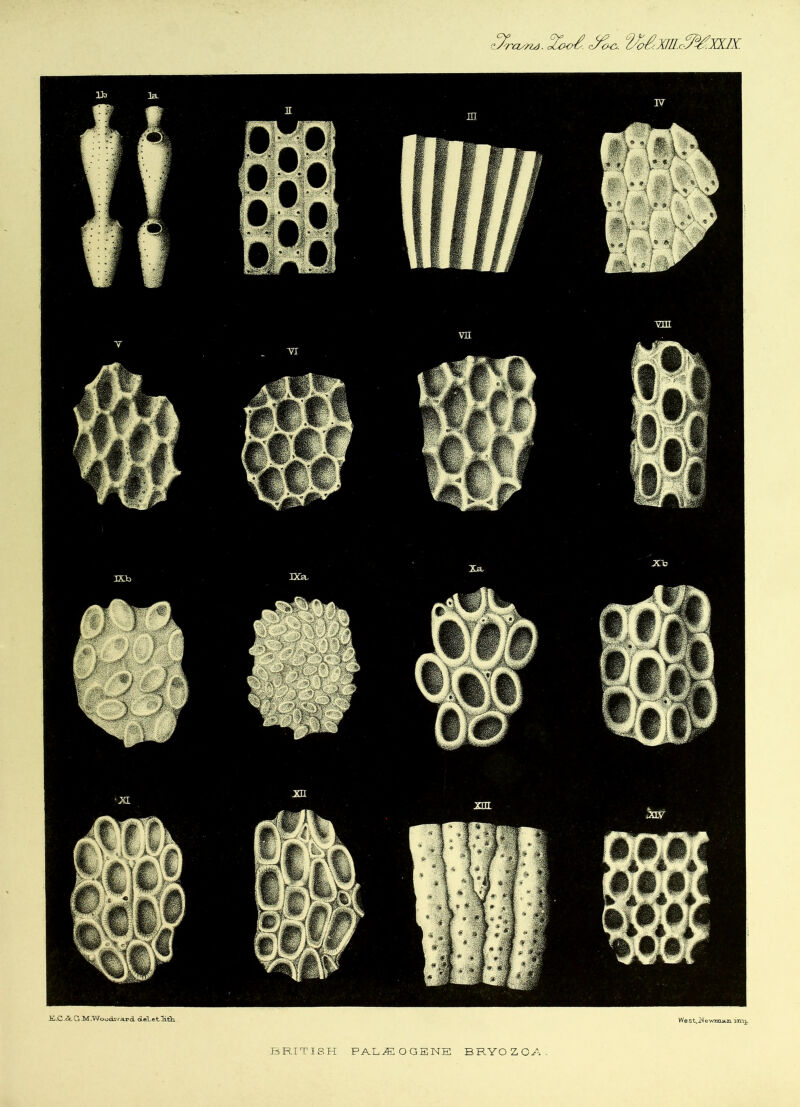 tXrayn-d. X«. ^oS.m.c^.nK .E.C.&G .M.Woodvrard oLeLe tilth . West,l^lfc'-vma.n imj.