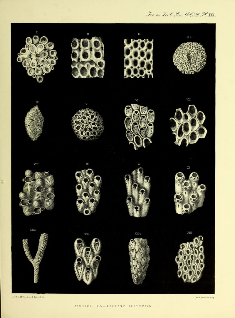 Ysfc.W.r^XXX. E .C.& G.MWoodvra-Td olel etliLh West,Newman. imp.