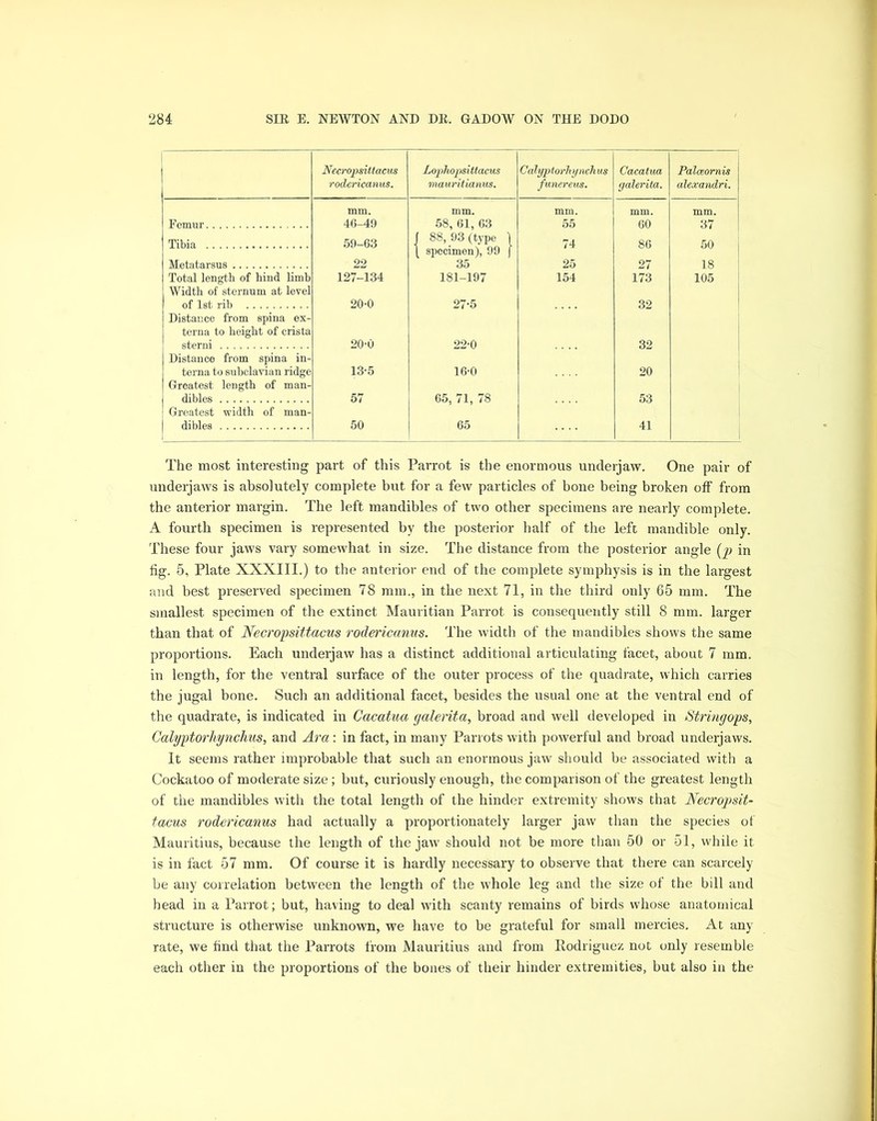 Necropsittacus rodericanus. Lophopsittacus mauritianus. Calyptorhynchus funereus. Cacatua galerita. Palceornis alexandri. mm. mm. mm. mm. mm. Femur 46-49 58, 61, 63 55 60 37 Tibia 59-63 | 88, 93 (type 1 \ specimen), 99 j 74 86 50 Metatarsus 22 35 25 27 18 Total length of hind limb Width of sternum at level 127-134 181-197 154 173 105 of 1st rib Distance from spina ex- terna to height of crista 20-0 27-5 32 sterni Distance from spina in- 20-0 22-0 32 terna to subclavian ridge Greatest length of man- 13-5 16-0 20 dibles Greatest width of man- 57 65, 71, 78 53 dibles 50 65 41 The most interesting part of this Parrot is the enormous underjaw. One pair of underjaws is abso]utely complete but for a few particles of bone being broken off from the anterior margin. The left mandibles of two other specimens are nearly complete. A fourth specimen is represented by the posterior half of the left mandible only. These four jaws vary somewhat in size. The distance from the posterior angle (p in fig. 5, Plate XXXIII.) to the anterior end of the complete symphysis is in the largest and best preserved specimen 78 mm., in the next 71, in the third only 65 mm. The smallest specimen of the extinct Mauritian Parrot is consequently still 8 mm. larger than that of Necropsittacus rodericanus. The width of the mandibles shows the same proportions. Each underjaw has a distinct additional articulating facet, about 7 mm. in length, for the ventral surface of the outer process of the quadrate, which carries the jugal bone. Such an additional facet, besides the usual one at the ventral end of the quadrate, is indicated in Cacatua galerita, broad and well developed in String ops, Calyptorhynchus, and Ara : in fact, in many Parrots with powerful and broad underjaws. It seems rather improbable that such an enormous jaw should be associated with a Cockatoo of moderate size; but, curiously enough, the comparison of the greatest length of the mandibles with the total length of the hinder extremity shows that Necropsit- tacus rodericanus had actually a proportionately larger jaw than the species of Mauritius, because the length of the jaw should not be more than 50 or 51, while it is in fact 57 mm. Of course it is hardly necessary to observe that there can scarcely be any correlation between the length of the whole leg and the size of the bill and head in a Parrot; but, having to deal with scanty remains of birds whose anatomical structure is otherwise unknown, we have to be grateful for small mercies. At any rate, we find that the Parrots from Mauritius and from Rodriguez not only resemble each other in the proportions of the bones of their hinder extremities, but also in the