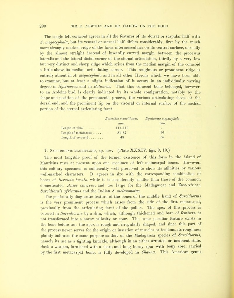 The single left coracoid agrees in all the features of its dorsal or scapular half with A. megacepliala, but its ventral or sternal half differs considerably, first by the much more strongly marked ridge of the linea intermuscularis on its ventral surface, secondly by the almost straight instead of inwardly curved margin between the processus lateralis and the lateral distal corner of the sternal articulation, thirdly by a very low but very distinct and sharp ridge which arises from the median margin of the coracoid a little above its median articulating corner. This roughness or prominent ridge is entirely absent in A. megacepliala and in all other Herons which we have been able to examine, but at least a slight indication of it occurs in an individually varying degree in Nycticorax and in Botaurus. That this coracoid bone belonged, however, to an Ardeine bird is clearly indicated by its whole configuration, notably by the shape and position of the precoracoid process, the various articulating facets at the dorsal end, and the prominent lip on the visceral or internal surface of the median portion of the sternal articulating facet. Butorides mauritianus. Nycticorax megacejphala. mm. mm. Length of ulna 111-112 Length of metatarsus . . . 81-87 96 Length of coracoid 48 55 7. Sarcidiornis mauritianus, sp. nov. (Plate XXXIV. figs. 9, 10.) The most tangible proof of the former existence of this form in the island of Mauritius rests at present upon one specimen of left metacarpal bones. However, this solitary specimen is sufficiently well preserved to show its affinities by various well-marked characters. It agrees in size with the corresponding combination of bones of Bernicla brenta, while it is considerably smaller than those of the common domesticated Anser cinereus, and too large for the Madagascar and East-African Sarcidiornis africanus and the Indian S. melanonotus. The generically diagnostic feature of the bones of the middle hand of Sarcidiornis is the very prominent process which arises from the side of the first metacarpal, proximally from the articulating facet of the pollex. The apex of this process is covered in Sarcidiornis by a skin, which, although thickened and bare of feathers, is not transformed into a horny callosity or spur. The same peculiar feature exists in the bone before us; the apex is rough and irregularly shaped, and since this part of the process never serves for the origin or insertion of muscles or tendons, its roughness plainly indicates the same purpose as that of the Madagascar species of Sarcidiornis, namely its use as a fighting knuckle, although in an either arrested or incipient state. Such a weapon, furnished with a sharp and long horny spur with bony core, carried by the first metacarpal bone, is fully developed in Chauna. This American genus