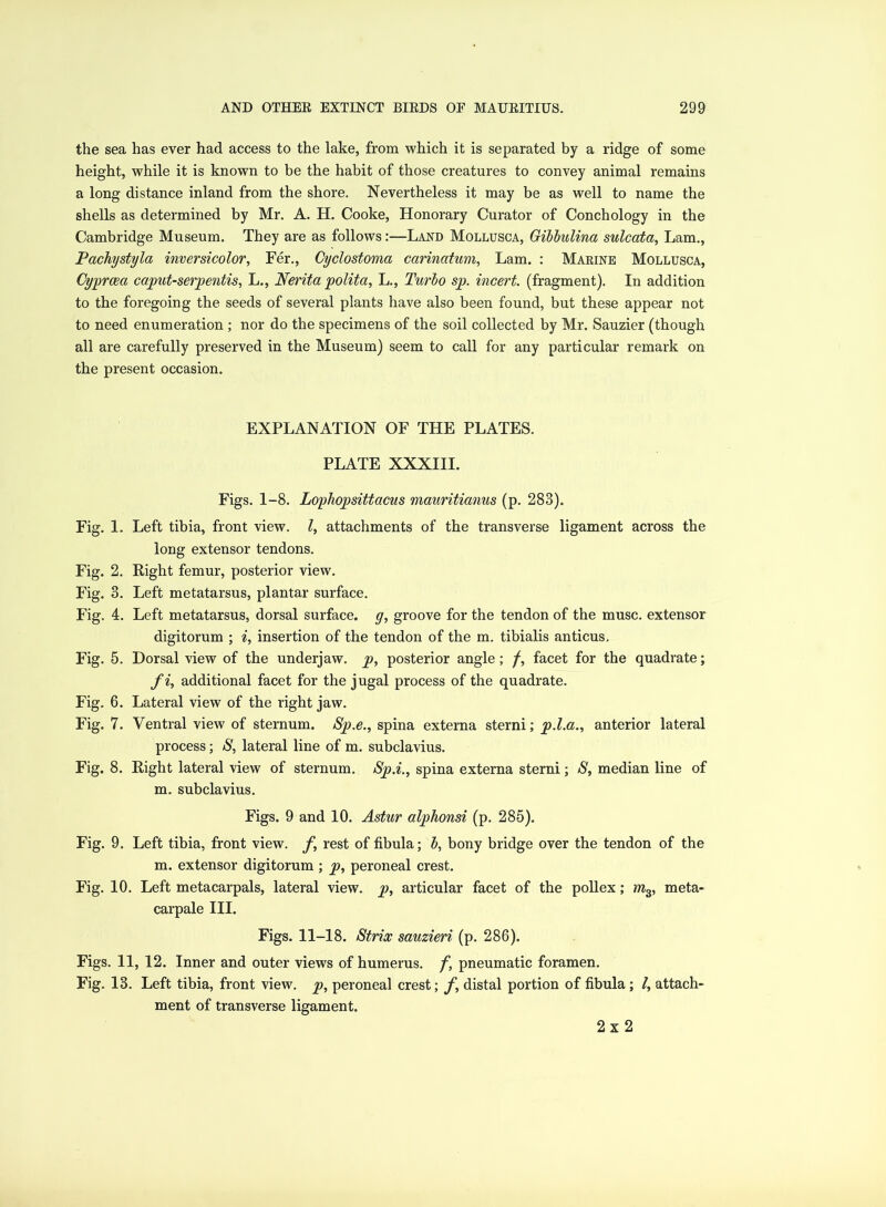 the sea has ever had access to the lake, from which it is separated by a ridge of some height, while it is known to be the habit of those creatures to convey animal remains a long distance inland from the shore. Nevertheless it may be as well to name the shells as determined by Mr. A. H. Cooke, Honorary Curator of Conchology in the Cambridge Museum. They are as follows:—Land Mollusca, Gibbulina sulcata, Lam., Pachystyla inversicolor, Fer., Cyclostoma carinatum, Lam. : Maeine Mollusca, Cyprcea caput-serpentis, L., Nerita polita, L., Turbo sp. incert. (fragment). In addition to the foregoing the seeds of several plants have also been found, but these appear not to need enumeration ; nor do the specimens of the soil collected by Mr. Sauzier (though all are carefully preserved in the Museum) seem to call for any particular remark on the present occasion. EXPLANATION OF THE PLATES. PLATE XXXIII. Figs. 1-8. Lopliopsittacus mauritianus (p. 283). Fig. 1. Left tibia, front view. I, attachments of the transverse ligament across the long extensor tendons. Fig. 2. Right femur, posterior view. Fig. 3. Left metatarsus, plantar surface. Fig. 4. Left metatarsus, dorsal surface, g, groove for the tendon of the muse, extensor digitorum ; i, insertion of the tendon of the m. tibialis anticus. Fig. 5. Dorsal view of the underjaw. p, posterior angle; /, facet for the quadrate; fi, additional facet for the jugal process of the quadrate. Fig. 6. Lateral view of the right jaw. Fig. 7. Ventral view of sternum. Sp.e., spina externa sterni; p.l.a., anterior lateral process; S, lateral line of m. subclavius. Fig. 8. Right lateral view of sternum. Sp.i., spina externa sterni; S, median line of m. subclavius. Figs. 9 and 10. Astur alphonsi (p. 285). Fig. 9. Left tibia, front view, f, rest of fibula; b, bony bridge over the tendon of the m. extensor digitorum; p, peroneal crest. Fig. 10. Left metacarpals, lateral view, p, articular facet of the pollex; ms, meta- carpale III. Figs. 11-18. Striae sauzieri (p. 286). Figs. 11, 12. Inner and outer views of humerus, f, pneumatic foramen. Fig. 13. Left tibia, front view, p, peroneal crest; f, distal portion of fibula; l, attach- ment of transverse ligament. 2x2