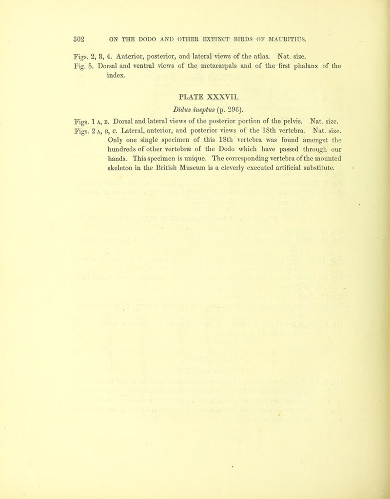Figs. 2, 3, 4. Anterior, posterior, and lateral views of the atlas. Nat. size. Fig. 5. Dorsal and ventral views of the metacarpals and of the first phalanx of the index. PLATE XXXVII. Lulus ineptus (p. 296). Figs. 1 A, B. Dorsal and lateral views of the posterior portion of the pelvis. Nat. size. Figs. 2 a, b, c. Lateral, anterior, and posterior views of the 18th vertebra. Nat. size. Only one single specimen of this 18th vertebra was found amongst the hundreds of other vertebrse of the Dodo which have passed through our hands. This specimen is unique. The corresponding vertebra of the mounted skeleton in the British Museum is a cleverly executed artificial substitute.