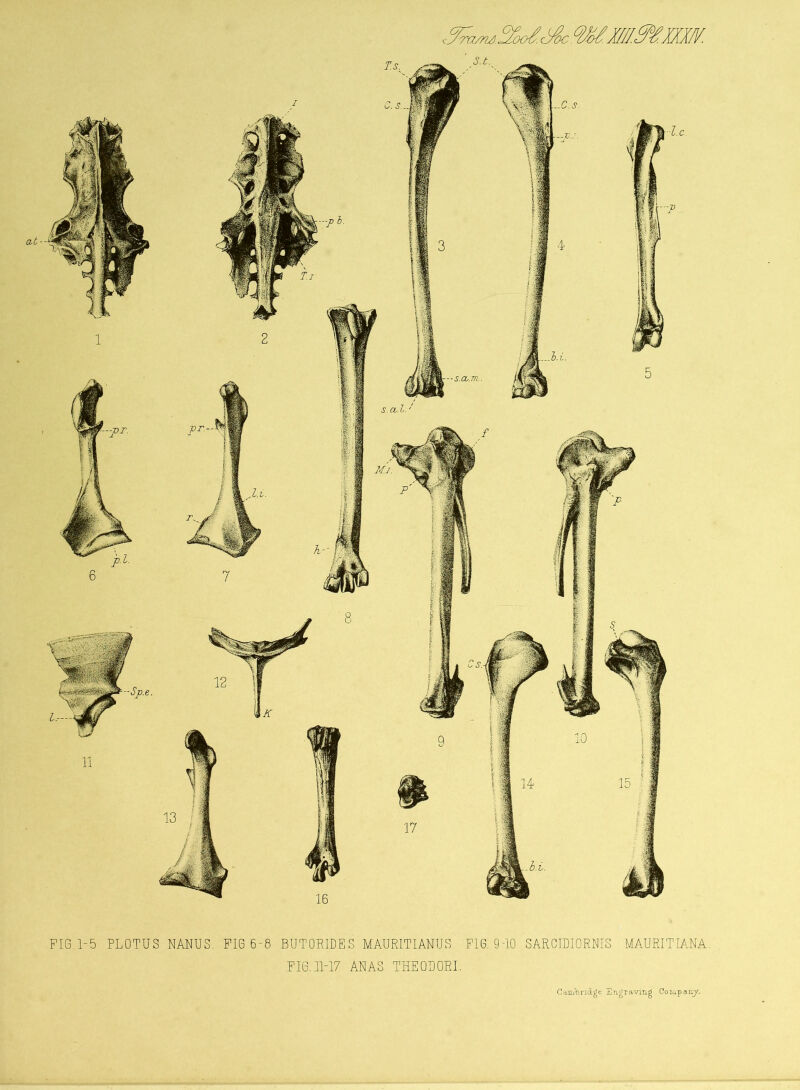 TW7U)., h. FIG.1-5 PLOTUS NANUS. FIG 6-8 BUTOEIDES MAURITIANUS FIG. 9-10 SARCIDIORNIS MAURITIANA. FIG. 11-17 ANAS THEOLOBI. —pl- s.cu.l. Ill --s.cu.m.