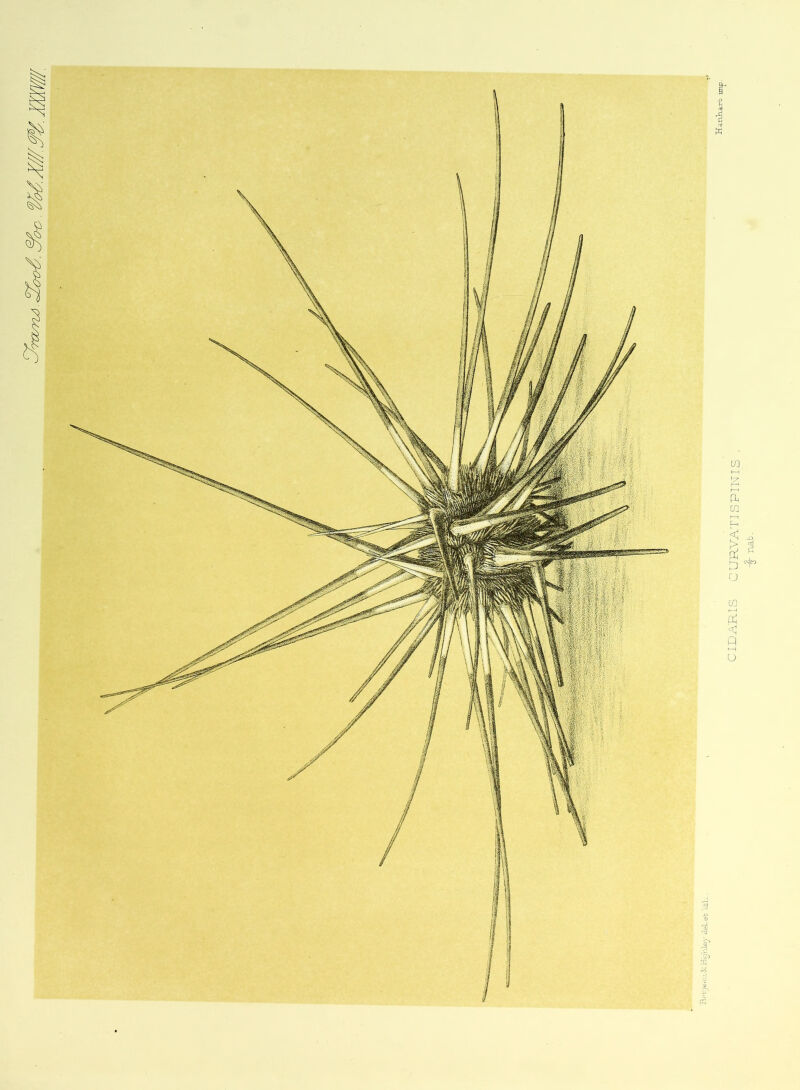 mm | ID ARTS C URYATIS PUNT IS . nab.