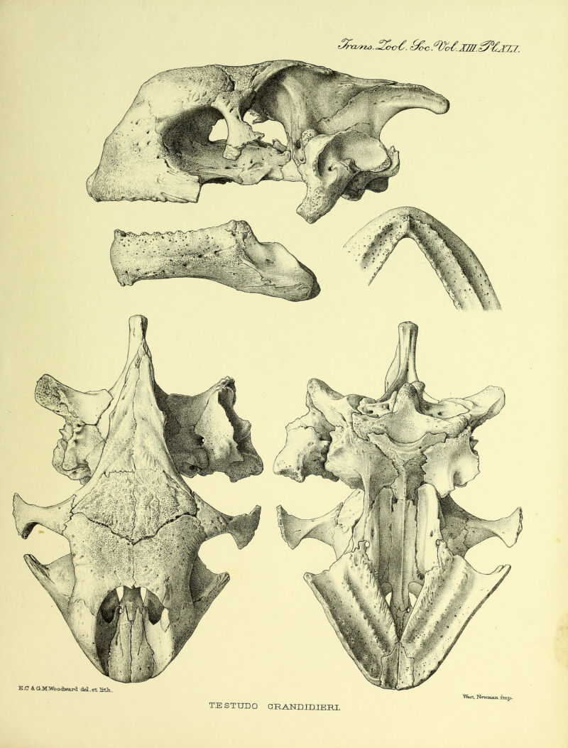 <3ra^IM.0%27:i. /[^Woodward del.et Irth. WaaX, Newman, rmp.