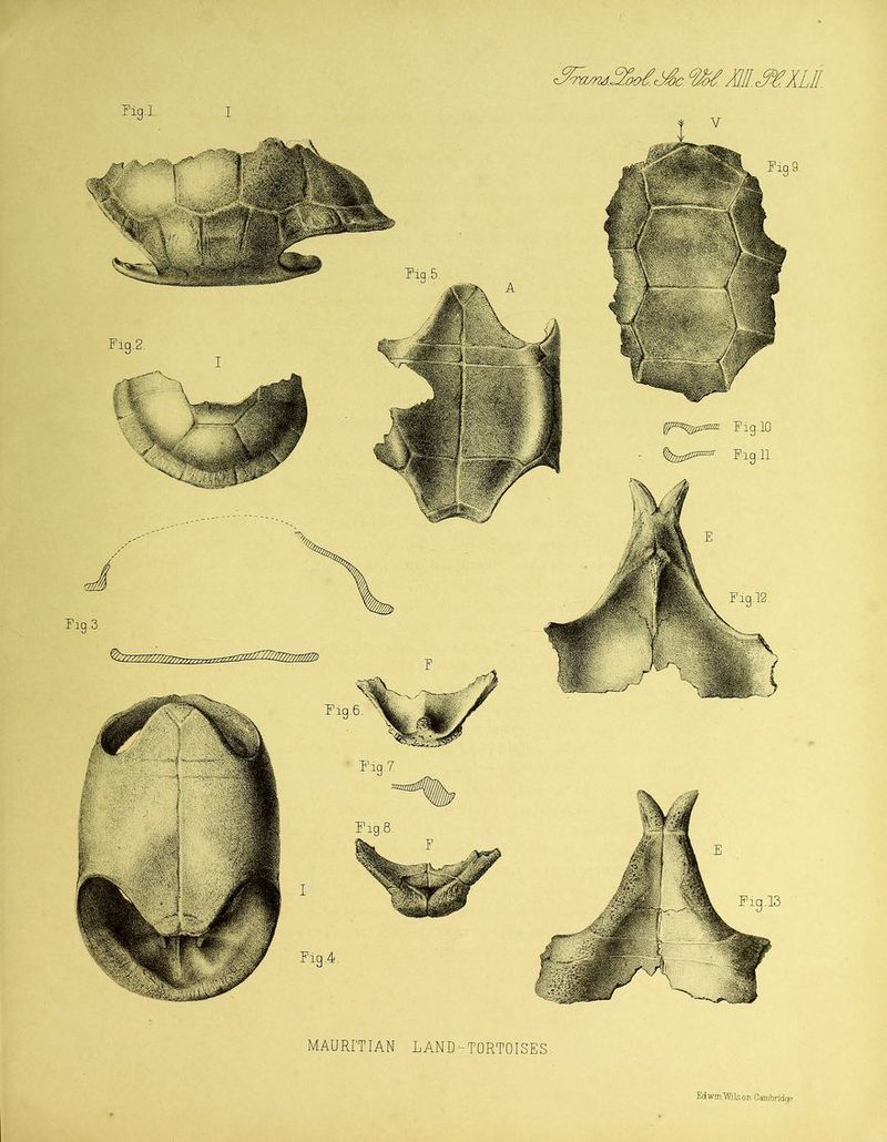 <%z™.2U.d£c. WMI.^XLM MAURITIAN LAND-TORTOISES