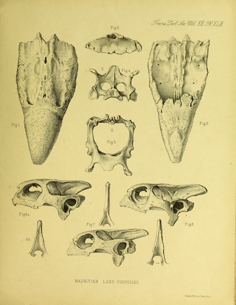 MAURITIAN LAND-TORTOISES