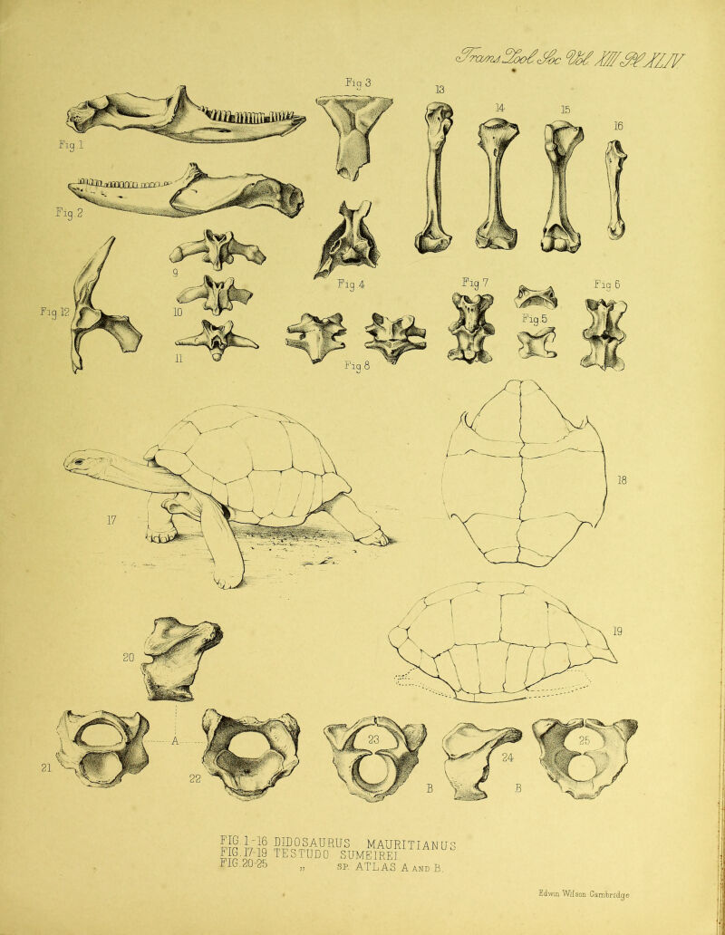 FIG. 1-16 DIDOSAURUS MAURITIANU F G.I7-19 TESTUDO SUMEIREI. iibUO-25 „ sp. ATLAS A and B.