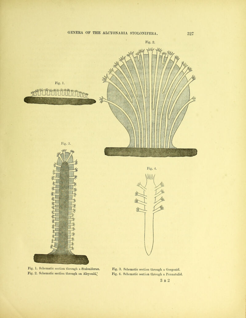 Eig. 2. Eig. 1. Schematic section, through a Stoloniferan. Eig. 3. Schematic section through a Gorgonid. Fig. 2. Schematic section through an Alcyonid.’ Eig. 4. Schematic section through a Pennatulid. 3 b 2