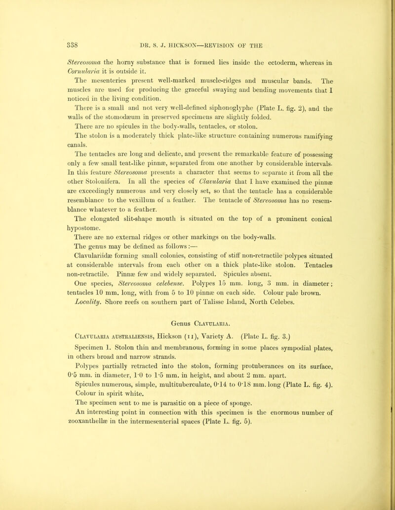 Stereosoma the horny substance that is formed lies inside the ectoderm, whereas in Cornularia it is outside it. The mesenteries present well-marked muscle-ridges and muscular bands. The muscles are used for producing the graceful swaying and bending movements that I noticed in the living condition. There is a small and not very well-defined siphonoglyphe (Plate L. fig. 2), and the walls of the stomodseum in preserved specimens are slightly folded. There are no spicules in the body-walls, tentacles, or stolon. The stolon is a moderately thick plate-like structure containing numerous ramifying canals. The tentacles are long and delicate, and present the remarkable feature of possessing only a few small teat-like pinnae, separated from one another by considerable intervals. In this feature Stereosoma presents a character that seems to separate it from all the other Stolonifera. In all the species of Clavularia that I have examined the pinnae are exceedingly numerous and very closely set, so that the tentacle has a considerable resemblance to the vexillum of a feather. The tentacle of Stereosoma has no resem- blance whatever to a feather. The elongated slit-shape mouth is situated on the top of a prominent conical hypostome. There are no external ridges or other markings on the body-walls. The genus may be defined as follows :•— Clavulariidae forming small colonies, consisting of stiff non-retractile polypes situated at considerable intervals from each other on a thick plate-like stolon. Tentacles non-retractile. Pinnae few and widely separated. Spicules absent. One species, Stereosoma celebense. Polypes 15 mm. long, 3 mm. in diameter; tentacles 10 mm. long, with from 5 to 10 pinnae on each side. Colour pale brown. Locality. Shore reefs on southern part of Talisse Island, North Celebes. Genus Clavularia. Clavularia australiensis, Hickson (ii), Variety A. (Plate L. fig. 3.) Specimen 1. Stolon thin and membranous, forming in some places sympodial plates, in others broad and narrow strands. Polypes partially retracted into the stolon, forming protuberances on its surface, 0*5 mm. in diameter, TO to 1-5 mm. in height, and about 2 mm. apart. Spicules numerous, simple, multituberculate, 0T4 to 0T8 mm. long (Plate L. fig. 4). Colour in spirit white. The specimen sent to me is parasitic on a piece of sponge. An interesting point in connection with this specimen is the enormous number of zooxanthellse in the intermesenterial spaces (Plate L. fig. 5).