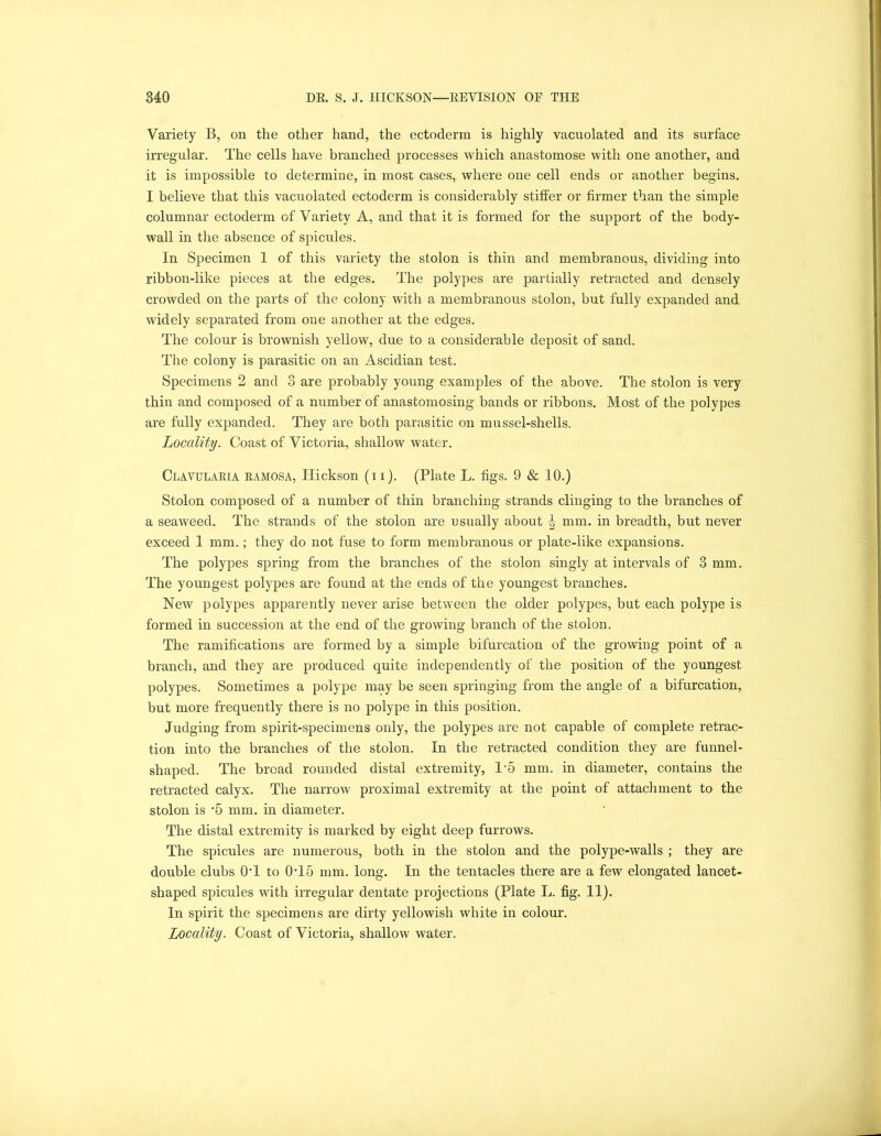 Variety B, on the other hand, the ectoderm is highly vacuolated and its surface irregular. The cells have branched processes which anastomose with one another, and it is impossible to determine, in most cases, where one cell ends or another begins. I believe that this vacuolated ectoderm is considerably stiffer or firmer than the simple columnar ectoderm of Variety A, and that it is formed for the support of the body- wall in the absence of spicules. In Specimen 1 of this variety the stolon is thin and membranous, dividing into ribbon-like pieces at the edges. The polypes are partially retracted and densely crowded on the parts of the colony with a membranous stolon, but fully expanded and widely separated from one another at the edges. The colour is brownish yellow, due to a considerable deposit of sand. The colony is parasitic on an Ascidian test. Specimens 2 and 3 are probably young examples of the above. The stolon is very thin and composed of a number of anastomosing bands or ribbons. Most of the polypes are fully expanded. They are both parasitic on mussel-shells. Locality. Coast of Victoria, shallow water. Clavularia ramosa, Hickson (ii). (Plate L. figs. 9 & 10.) Stolon composed of a number of thin branching strands clinging to the branches of a seaweed. The strands of the stolon are usually about \ mm. in breadth, but never exceed 1 mm.; they do not fuse to form membranous or plate-like expansions. The polypes spring from the branches of the stolon singly at intervals of 3 mm. The youngest polypes are found at the ends of the youngest branches. New polypes apparently never arise between the older polypes, but each polype is formed in succession at the end of the growing branch of the stolon. The ramifications are formed by a simple bifurcation of the growing point of a branch, and they are produced quite independently of the position of the youngest polypes. Sometimes a polype may be seen springing from the angle of a bifurcation, but more frequently there is no polype in this position. Judging from spirit-specimens only, the polypes are not capable of complete retrac- tion into the branches of the stolon. In the retracted condition they are funnel- shaped. The broad rounded distal extremity, 15 mm. in diameter, contains the retracted calyx. The narrow proximal extremity at the point of attachment to the stolon is '5 mm. in diameter. The distal extremity is marked by eight deep furrows. The spicules are numerous, both in the stolon and the polype-walls ; they are double clubs 0T to 0T5 mm. long. In the tentacles there are a few elongated lancet- shaped spicules with irregular dentate projections (Plate L. fig. 11). In spirit the specimens are dirty yellowish white in colour. Locality. Coast of Victoria, shallow water.