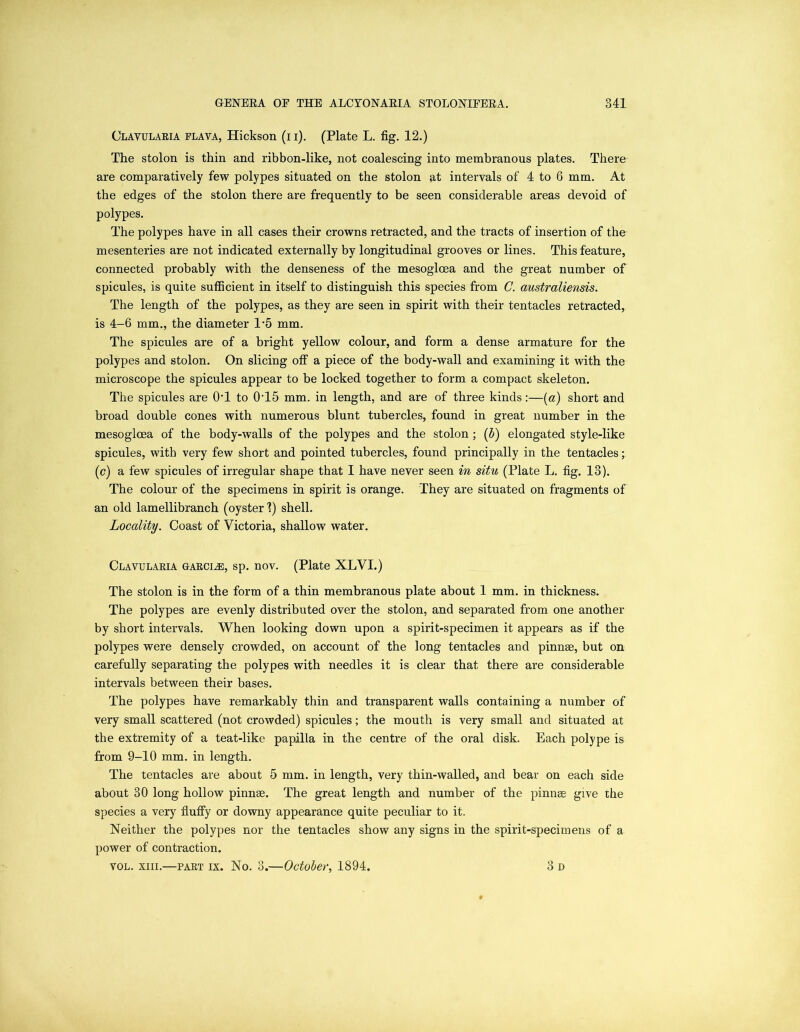 Clavularia playa, Hickson (i i). (Plate L. fig. 12.) The stolon is thin and ribbon-like, not coalescing into membranous plates. There are comparatively few polypes situated on the stolon at intervals of 4 to 6 mm. At the edges of the stolon there are frequently to be seen considerable areas devoid of polypes. The polypes have in all cases their crowns retracted, and the tracts of insertion of the mesenteries are not indicated externally by longitudinal grooves or lines. This feature, connected probably with the denseness of the mesoglcea and the great number of spicules, is quite sufficient in itself to distinguish this species from C. australiensis. The length of the polypes, as they are seen in spirit with their tentacles retracted, is 4-6 mm., the diameter 1-5 mm. The spicules are of a bright yellow colour, and form a dense armature for the polypes and stolon. On slicing off a piece of the body-wall and examining it with the microscope the spicules appear to be locked together to form a compact skeleton. The spicules are O'l to 0'15 mm. in length, and are of three kinds:—(a) short and broad double cones with numerous blunt tubercles, found in great number in the mesoglcea of the body-walls of the polypes and the stolon ; (b) elongated style-like spicules, with very few short and pointed tubercles, found principally in the tentacles; (c) a few spicules of irregular shape that I have never seen in situ (Plate L. fig. 13). The colour of the specimens in spirit is orange. They are situated on fragments of an old lamellibranch (oyster V) shell. Locality. Coast of Victoria, shallow water. Clavularia garcle, sp. nov. (Plate XLVI.) The stolon is in the form of a thin membranous plate about 1 mm. in thickness. The polypes are evenly distributed over the stolon, and separated from one another by short intervals. When looking down upon a spirit-specimen it appears as if the polypes were densely crowded, on account of the long tentacles and pinnae, but on carefully separating the polypes with needles it is clear that there are considerable intervals between their bases. The polypes have remarkably thin and transparent walls containing a number of very small scattered (not crowded) spicules; the mouth is very small and situated at the extremity of a teat-like papilla in the centre of the oral disk. Each polype is from 9-10 mm. in length. The tentacles are about 5 mm. in length, very thin-walled, and bear on each side about 30 long hollow pinnae. The great length and number of the pinnae give the species a very fluffy or downy appearance quite peculiar to it. Neither the polypes nor the tentacles show any signs in the spirit-specimens of a power of contraction. vol. xm.—part ix. No. 3.—October, 1894. 3 d