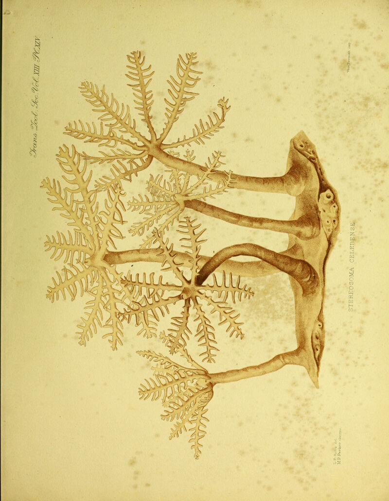 c ?2/o€. YJTT 12ZV J i, ft | la w £> STEREOSOMA CELEBENSE