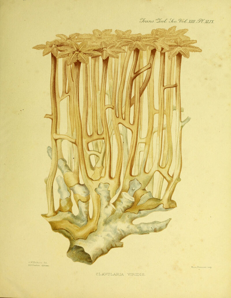 ttJra;ru). i&a. f/oo ^xS.x/f/.^x/jx. West^ewirtaxi. imp. CLAVULARIA VIRIDIS. '