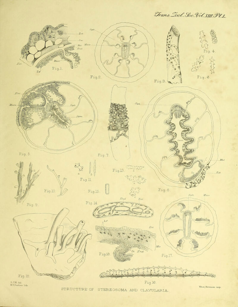 Fig. 16. STEREO SOMA AND CL AVU DARIA West-Ni S.J.H. del. M.PPajiker K-tli.