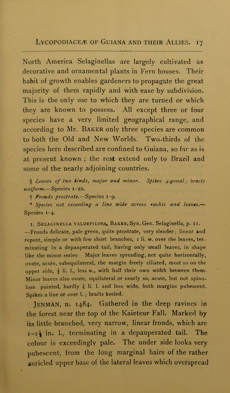North America Selaginellas are largely cultivated as decorative and ornamental plants in Fern houses. Their habit of growth enables gardeners to propagate the great majority of them rapidly and with ease by subdivision. This is the only use to which they are turned or which they are known to possess. All except three or four species have a very limited geographical range, and according to Mr. Baker only three species are common to both the Old and New Worlds. Two-thirds of the species here described are confined to Guiana, so far as is at present known ; the rest extend only to Brazil and some of the nearly adjoining countries. § Leaves of two kinds, major and minor. Spikes 4-gonal; bracts uniform.—Species 1-22. f Fronds prostrate.—Species 1-9. * Species not exceeding a line wide across rachis and leaves.— Species 1-4. 1. Selaginella valdepilosa, Baker, Syn. Gen. Selaginella, p. 11. —Fronds delicate, pale green, quite prostrate, very slender; linear and repent, simple or with few short branches, x li. w. over the leaves, ter- minating in a depauperated tail, having only small leaves, in shape like the minor series Major leaves spreading, not quite horizontally, ovate, acute, subequilateral, the margin freely ciliated, most so on the upper side, £ li. 1., less w., with half their own width between them. Minor leaves also ovate, equilateral or nearly so, acute, but not spinu- lose pointed, hardly * li. 1. and less wide, both margins pubescent. Spikes a line or over 1. ; bratts keeled. JENMAN, n. 1484. Gathered in the deep ravines in the forest near the top of the Kaieteur Fall. Marked by its little branched, very narrow, linear fronds, which are 1-1^ in. 1., terminating in a depauperated tail. The colour is exceedingly pale. The under side looks very pubescent, from the long marginal hairs of the rather auricled upper base of the lateral leaves which overspread