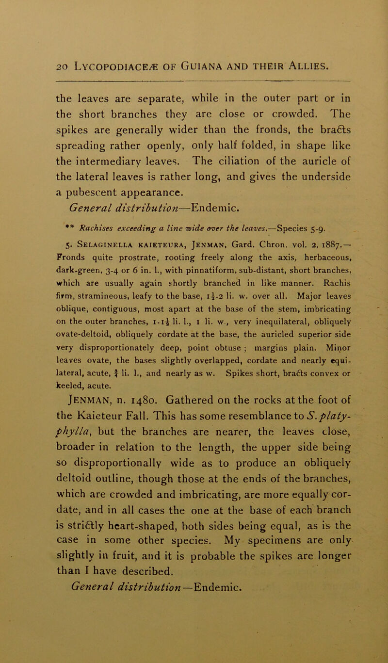 the leaves are separate, while in the outer part or in the short branches they are close or crowded. The spikes are generally wider than the fronds, the bra6ts spreading rather openly, only half folded, in shape like the intermediary leaves. The ciliation of the auricle of the lateral leaves is rather long, and gives the underside a pubescent appearance. General distribution—Endemic. ** Rachises exceeding a line wide over the leaves.—Species 5-9. 5. Selaginella kaieteura, Jenman, Gard. Chron. vol. 2, 1887.— Fronds quite prostrate, rooting freely along the axis, herbaceous, dark.green, 3-4 or 6 in. 1., with pinnatiform, sub-distant, short branches, which are usually again shortly branched in like manner. Rachis firm, stramineous, leafy to the base, i J-2 li. w. over all. Major leaves oblique, contiguous, most apart at the base of the stem, imbricating on the outer branches, i-i£li. 1., 1 li. w , very inequilateral, obliquely ovate-deltoid, obliquely cordate at the base, the auricled superior side very disproportionately deep, point obtuse ; margins plain. Minor leaves ovate, the bases slightly overlapped, cordate and nearly equi- lateral, acute, $ li. 1., and nearly as vv. Spikes short, brafts convex or keeled, acute. Jenman, n. 1480. Gathered on the rocks at the foot of the Kaieteur Fall. This has some resemblance to S.platy- phylla, but the branches are nearer, the leaves close, broader in relation to the length, the upper side being so disproportionally wide as to produce an obliquely deltoid outline, though those at the ends of the branches, which are crowded and imbricating, are more equally cor- date, and in all cases the one at the base of each branch is stri6lly heart-shaped, both sides being equal, as is the case in some other species. My specimens are only slightly in fruit, and it is probable the spikes are longer than I have described.