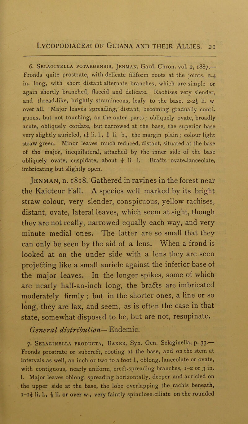 6. Selaginella potaroensis, Jenman, Gard. Chron. vol. 2, 1887.— Fronds quite prostrate, with delicate filiform roots at the joints, 2-4 in. long, with short distant alternate branches, which are simple or again shortly branched, flaccid and delicate. Rachises very slender, and thread-like, brightly stramineous, leafy to the base, 2-2^ li. w over all. Major leaves spreading, distant, becoming gradually conti- guous, but not touching, on the outer parts; obliquely ovate, broadly acute, obliquely cordate, but narrowed at the base, the superior base very slightly auricled, ij li. 1., f li. b., the margin plain; colour light straw green. Minor leaves much reduced, distant, situated at the base of the major, inequilateral, attached by the inner side of the base obliquely ovate, cuspidate, about $ li. 1. Bradts ovate-lanceolate, imbricating but slightly open. JENMAN, n. 1818. Gathered in ravines in the forest near the Kaieteur Fall. A species well marked by its bright straw colour, very slender, conspicuous, yellow rachises, distant, ovate, lateral leaves, which seem at sight, though they are not really, narrowed equally each way, and very minute medial ones. The latter are so small that they can only be seen by the aid of a lens. When a frond is looked at on the under side with a lens they are seen projecting like a small auricle against the inferior base of the major leaves. In the longer spikes, some of which are nearly half-an-inch long, the brads are imbricated moderately firmly ; but in the shorter ones, a line or so long, they are lax, and seem, as is often the case in that state, somewhat disposed to be, but are not, resupinate. General distribution—Endemic. 7. Selaginella producta, Baker, Syn. Gen. Selaginella, p. 33.— Fronds prostrate or suberedt, rooting at the base, and on the stem at intervals as well, an inch or two to afoot 1., oblong, lanceolate or ovate, with contiguous, nearly uniform, eredt-spreading branches, 1-2 or 3 in. 1. Major leaves oblong, spreading horizontally, deeper and auricled on the upper side at the base, the lobe overlapping the rachis beneath, i-ii li. 1., i li. or over w., very faintly spinulose-ciliate on the rounded