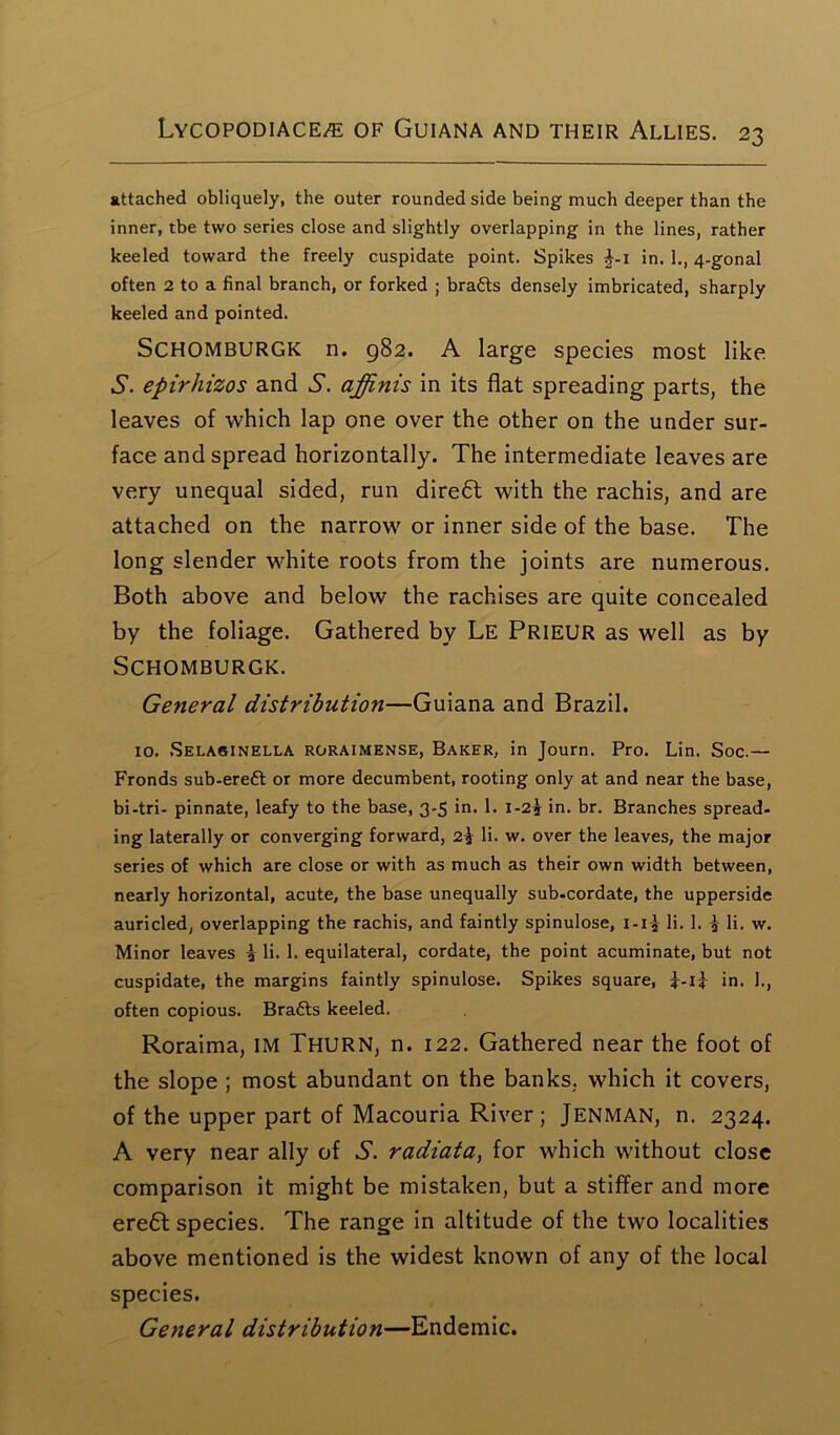 attached obliquely, the outer rounded side being much deeper than the inner, tbe two series close and slightly overlapping in the lines, rather keeled toward the freely cuspidate point. Spikes £-1 in. 1., 4-gonal often 2 to a final branch, or forked ; brafts densely imbricated, sharply keeled and pointed. SCHOMBURGK n. 982. A large species most like S. epirhizos and S. affinis in its flat spreading parts, the leaves of which lap one over the other on the under sur- face and spread horizontally. The intermediate leaves are very unequal sided, run diredt with the rachis, and are attached on the narrow or inner side of the base. The long slender white roots from the joints are numerous. Both above and below the rachises are quite concealed by the foliage. Gathered by Le Prieur as well as by SCHOMBURGK. General distribution—Guiana and Brazil. 10. Selasinella roraimense, Baker, in Journ. Pro. Lin. Soc.— Fronds sub-ere£t or more decumbent, rooting only at and near the base, bi-tri- pinnate, leafy to the base, 3-5 in. 1. i-2j in. br. Branches spread- ing laterally or converging forward, 2\ li. w. over the leaves, the major series of which are close or with as much as their own width between, nearly horizontal, acute, the base unequally sub-cordate, the upperside auricled, overlapping the rachis, and faintly spinulose, i-i£ li. 1. £ li. w. Minor leaves i li. 1. equilateral, cordate, the point acuminate, but not cuspidate, the margins faintly spinulose. Spikes square, in. 1., often copious. Brafts keeled. Roraima, IM Thurn, n. 122. Gathered near the foot of the slope ; most abundant on the banks, which it covers, of the upper part of Macouria River; Jenman, n. 2324. A very near ally of S. radiata, for which without close comparison it might be mistaken, but a stiffer and more ere6t species. The range in altitude of the two localities above mentioned is the widest known of any of the local species. General distribution—Endemic.