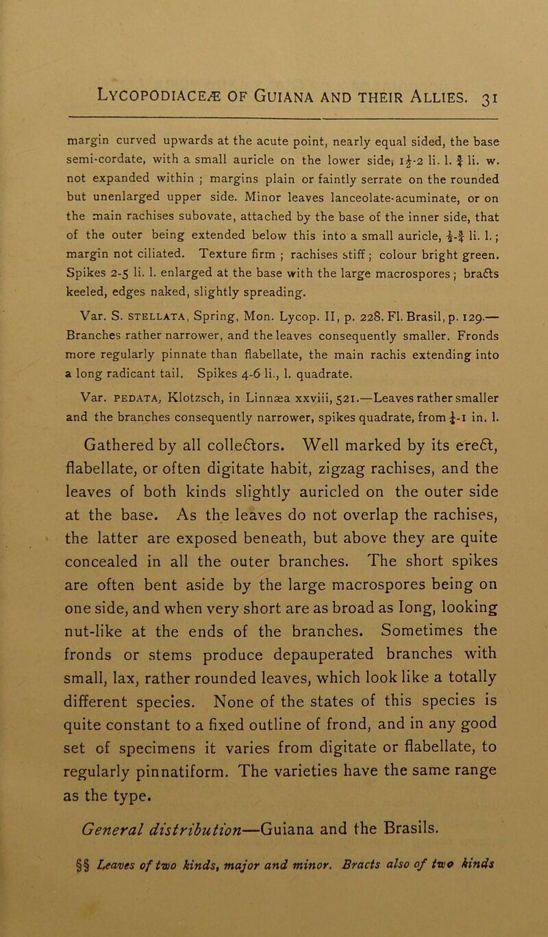 margin curved upwards at the acute point, nearly equal sided, the base semi-cordate, with a small auricle on the lower side; i£-2 li. 1. $ li. w. not expanded within ; margins plain or faintly serrate on the rounded but unenlarged upper side. Minor leaves lanceolate-acuminate, or on the main rachises subovate, attached by the base of the inner side, that of the outer being extended below this into a small auricle, li. 1.; margin not ciliated. Texture firm ; rachises stiff; colour bright green. Spikes 2-5 li. 1. enlarged at the base with the large macrospores; bra£ts keeled, edges naked, slightly spreading. Var. S. stellata, Spring. Mon. Lycop. II, p. 228. FI. Brasil, p. 129.— Branches rather narrower, and the leaves consequently smaller. Fronds more regularly pinnate than fiabellate, the main rachis extending into a long radicant tail. Spikes 4-6 li., 1. quadrate. Var. pedata, Klotzsch, in Linnaea xxviii, 521.—Leaves rather smaller and the branches consequently narrower, spikes quadrate, from £-1 in. 1. Gathered by all collectors. Well marked by its eredt, fiabellate, or often digitate habit, zigzag rachises, and the leaves of both kinds slightly auricled on the outer side at the base. As the leaves do not overlap the rachises, the latter are exposed beneath, but above they are quite concealed in all the outer branches. The short spikes are often bent aside by the large macrospores being on one side, and when very short are as broad as long, looking nut-like at the ends of the branches. Sometimes the fronds or stems produce depauperated branches with small, lax, rather rounded leaves, which look like a totally different species. None of the states of this species is quite constant to a fixed outline of frond, and in any good set of specimens it varies from digitate or fiabellate, to regularly pinnatiform. The varieties have the same range as the type. General distribution—Guiana and the Brasils. §§ Leaves of two kinds, major and minor. Bracts also of two kinds